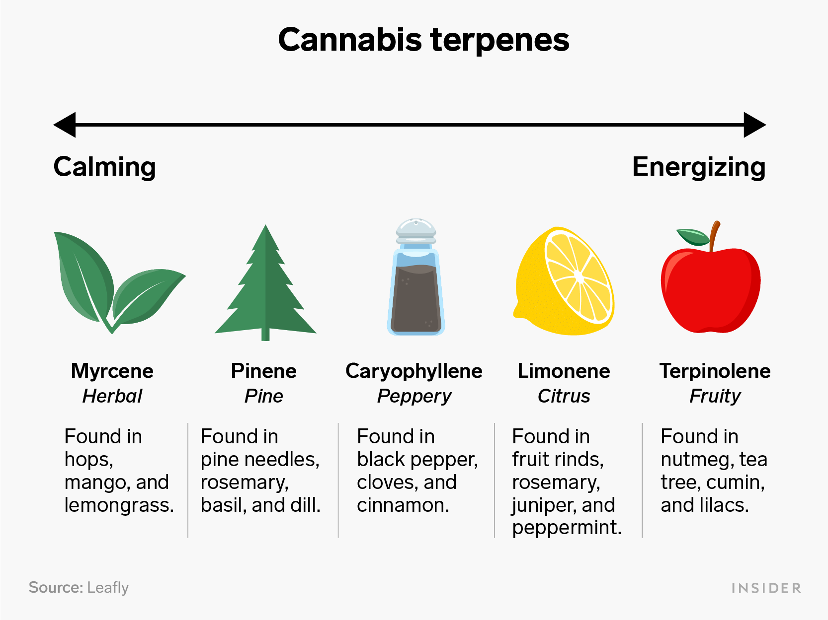 Cannabis Terpenes infographic