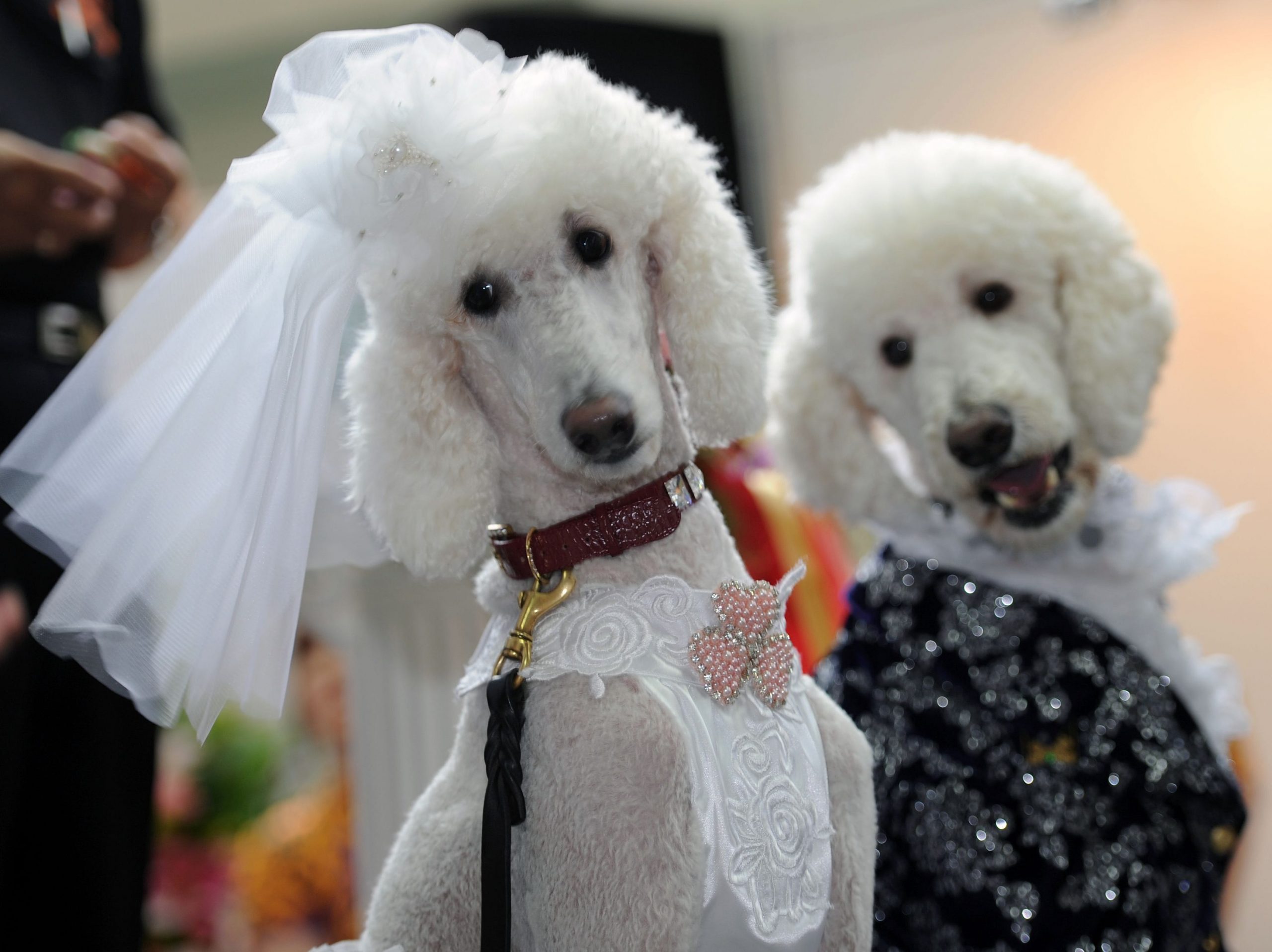 Dogs wedding