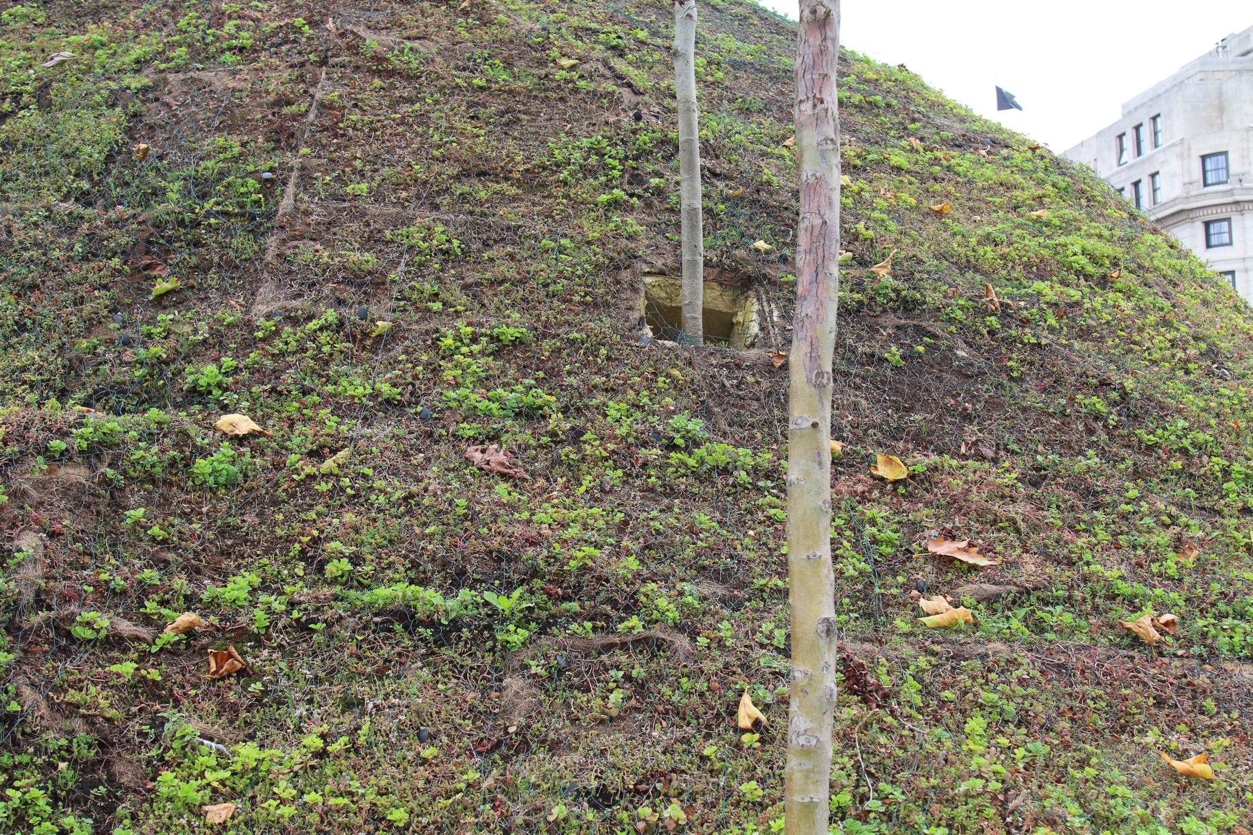 Two thin saplings stick out of square holes in the side of a hill.