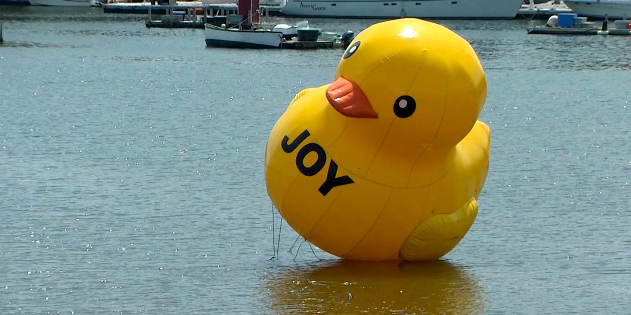 A giant rubber ducky floats in Belfast Harbor