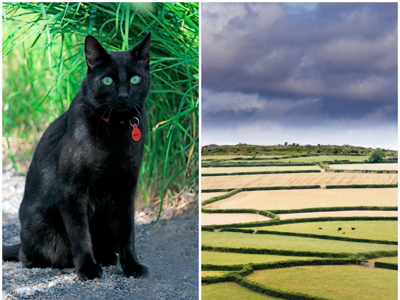 A stock image of a black cat next to a stock image of Bodmin, Cornwall.