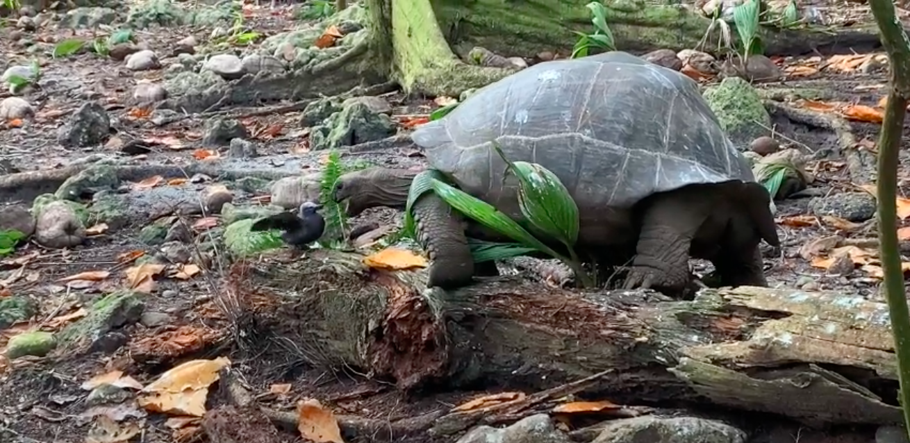 A gruesome video shows a giant tortoise crushing a baby tern's skull in ...