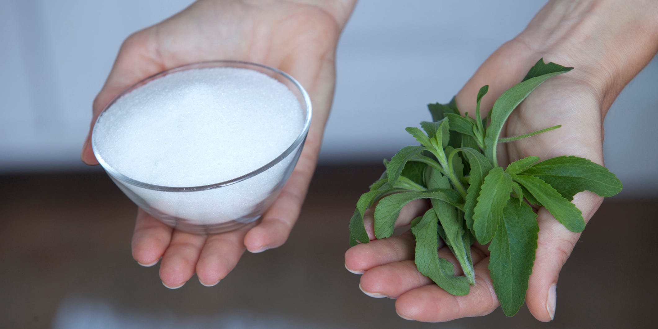 stevia plant stevia sugar substitute sweetener