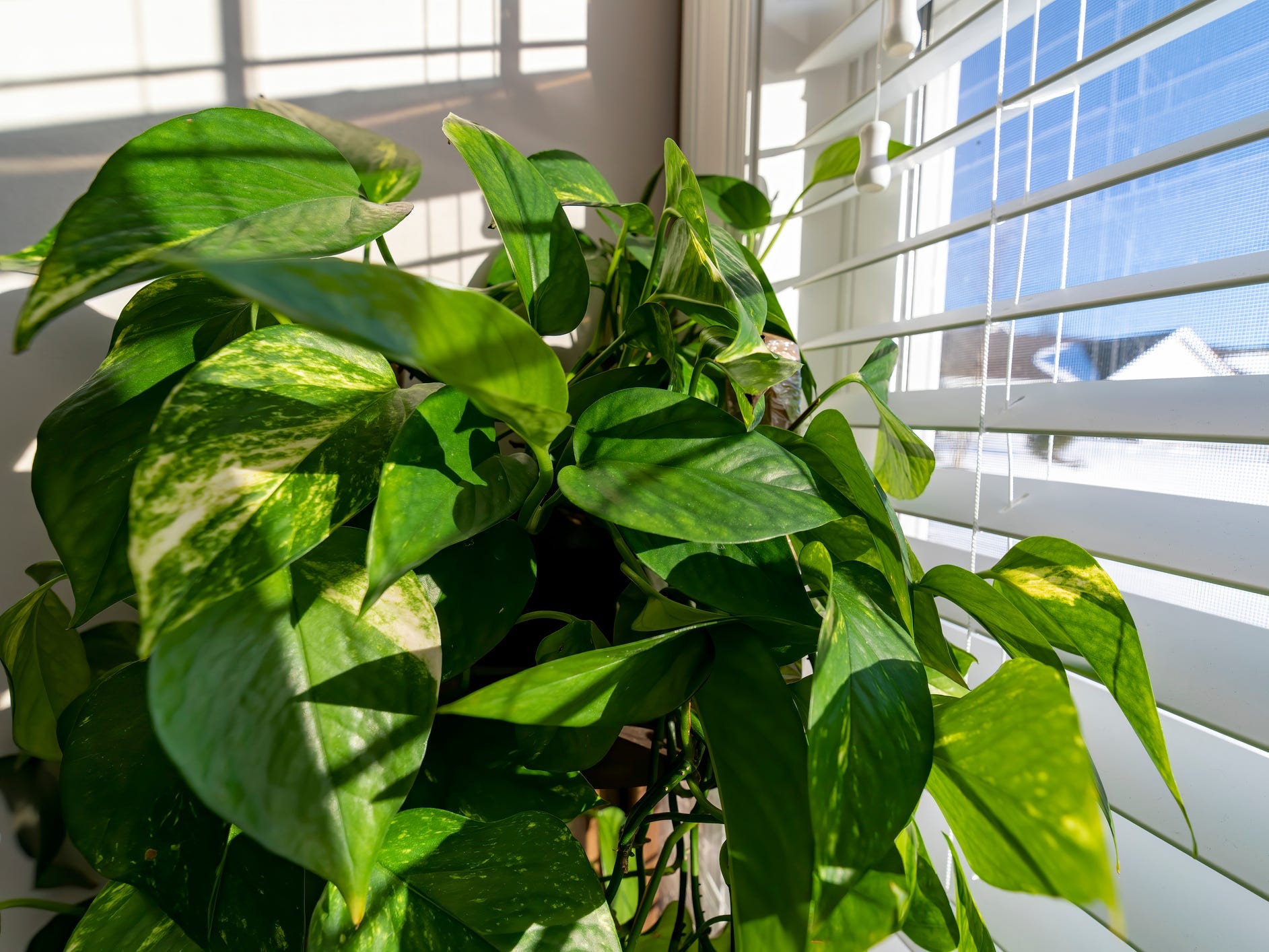 Close up of a golden pothos on a window ledge.