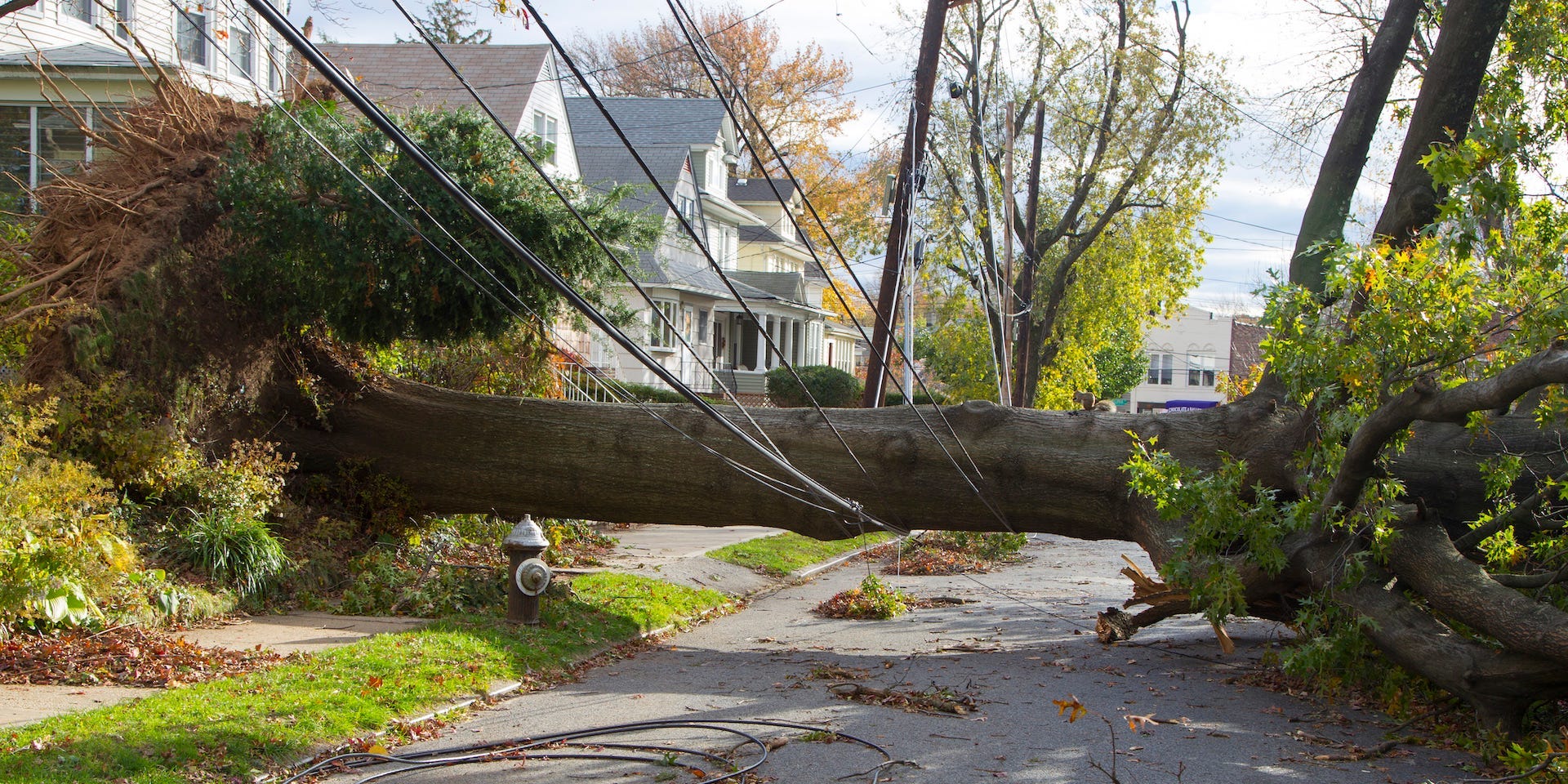 Fallen tree on power lines and road in residential neighborhood.