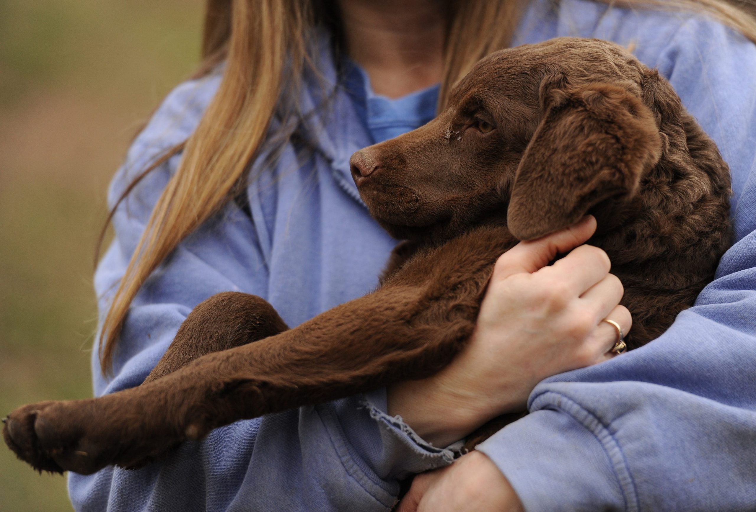 A Chesapeake Bay retriever puppy in the arms of an owner.