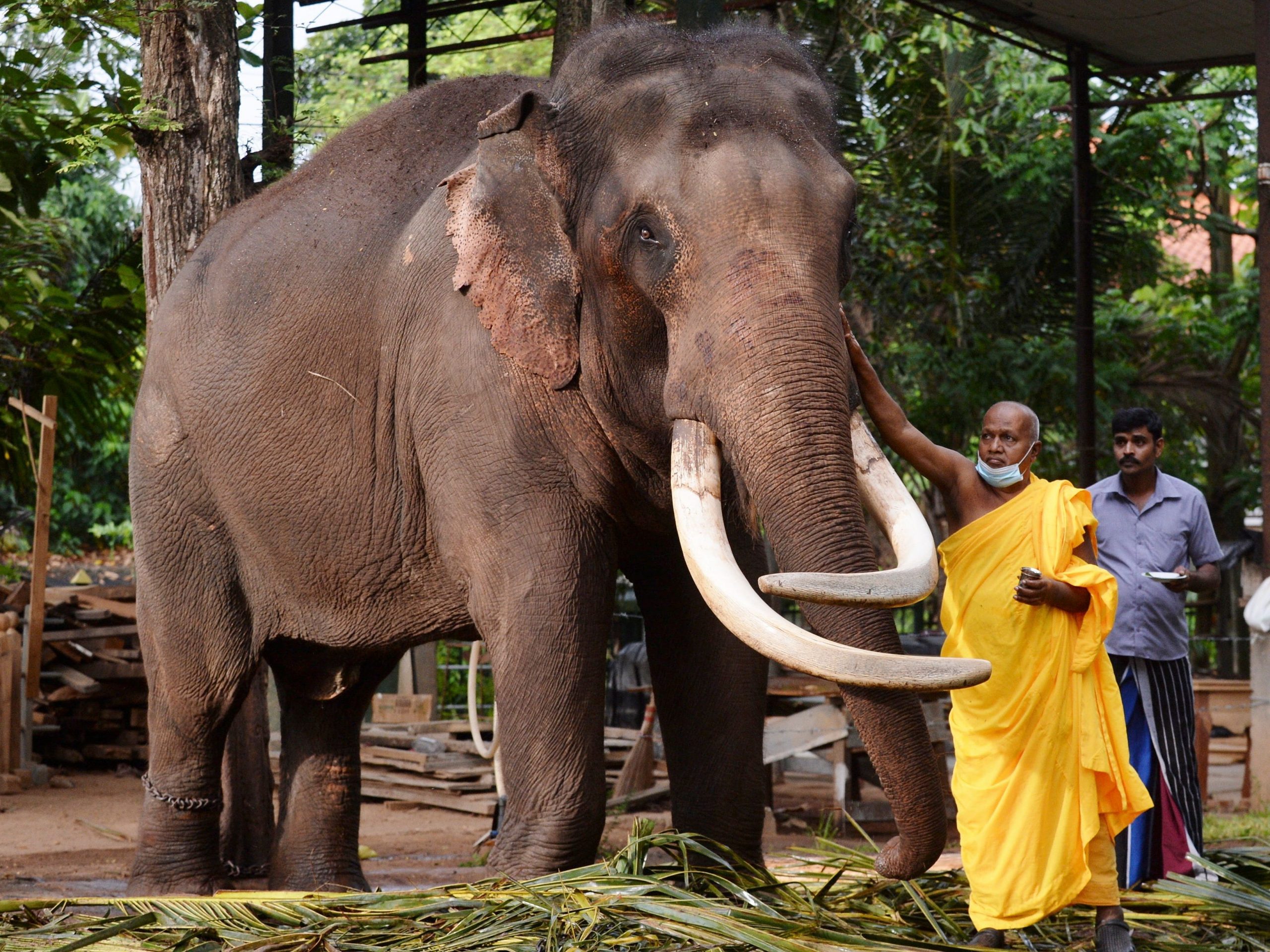 A Sri Lankan Bhuddhist monk anoints a temple elephant as a part ritual marking the New Year as per traditions at a temple in Colombo on April 17, 2021.