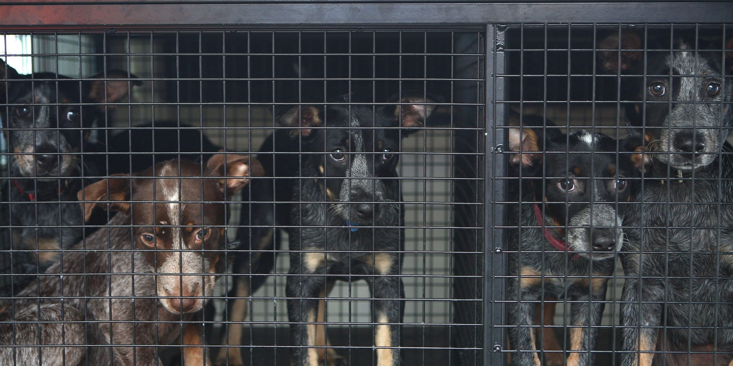 Five dogs sit in a crate.