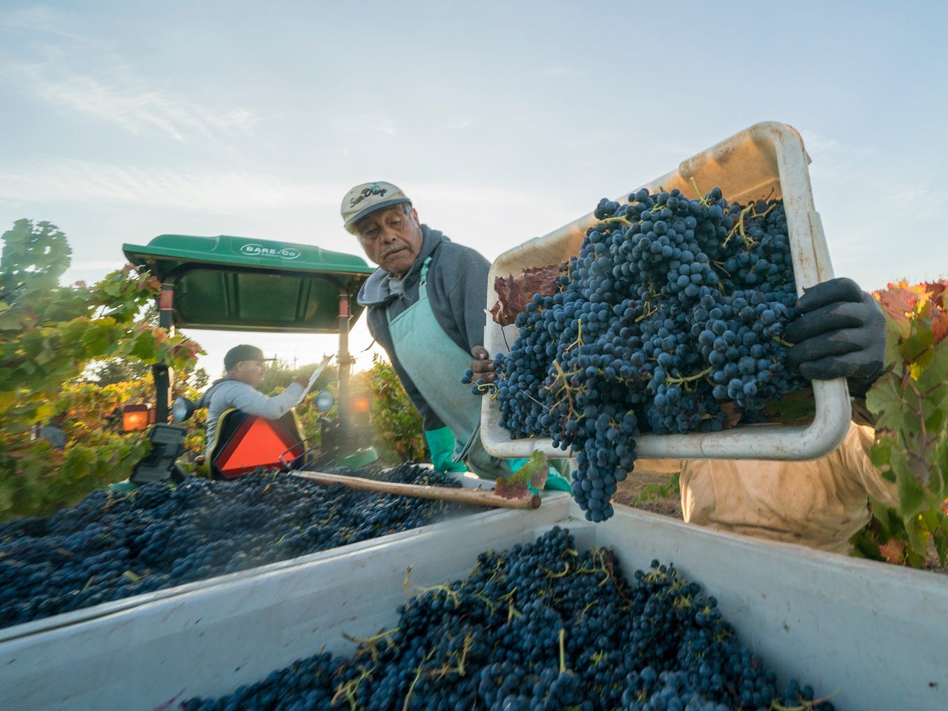 Andy Katz/Aperture Cellars wine grapes climate change