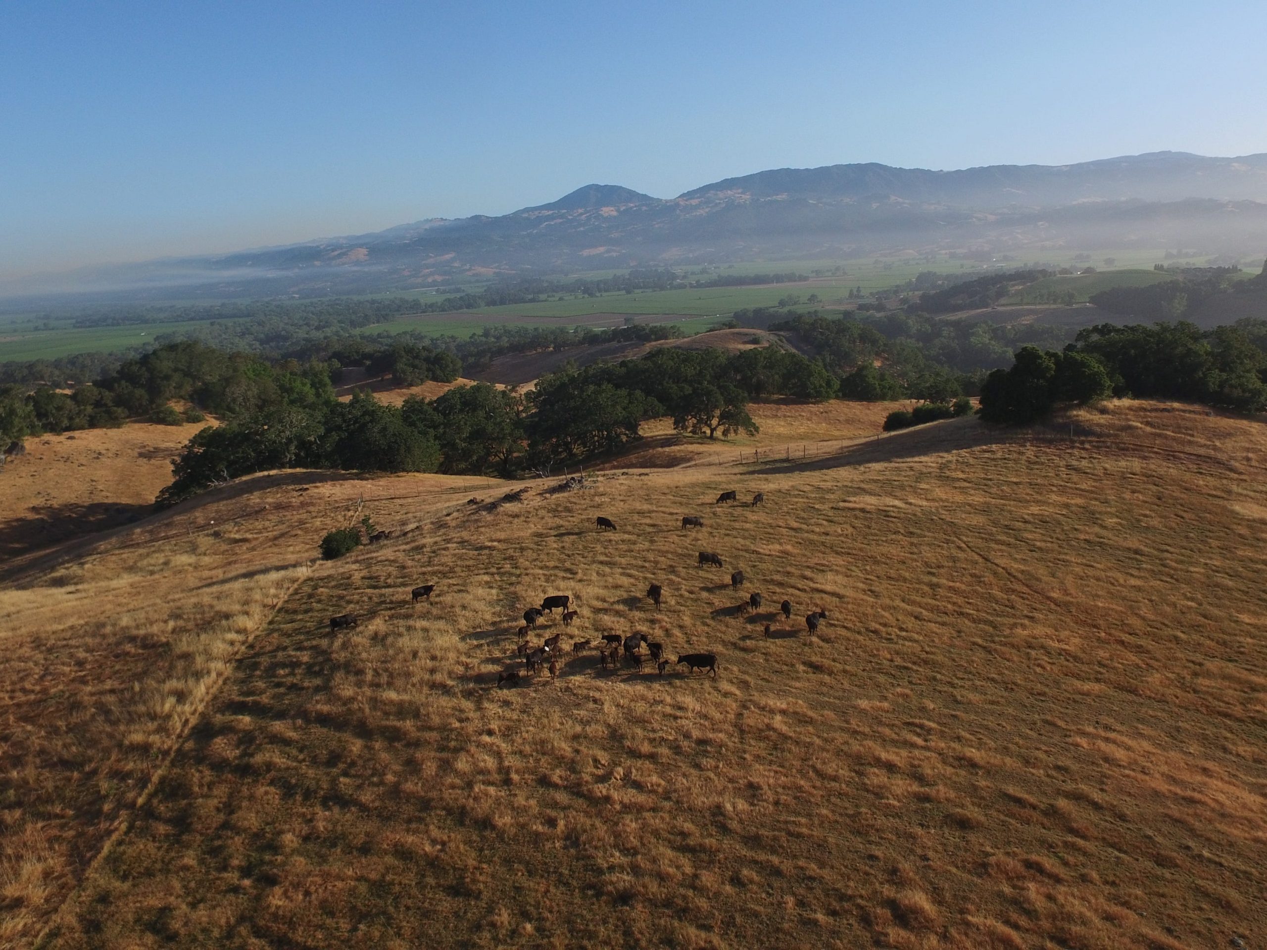 Wine climate change An aerial shot of the some of cattle herd at Jordan Winery in Sonoma Country