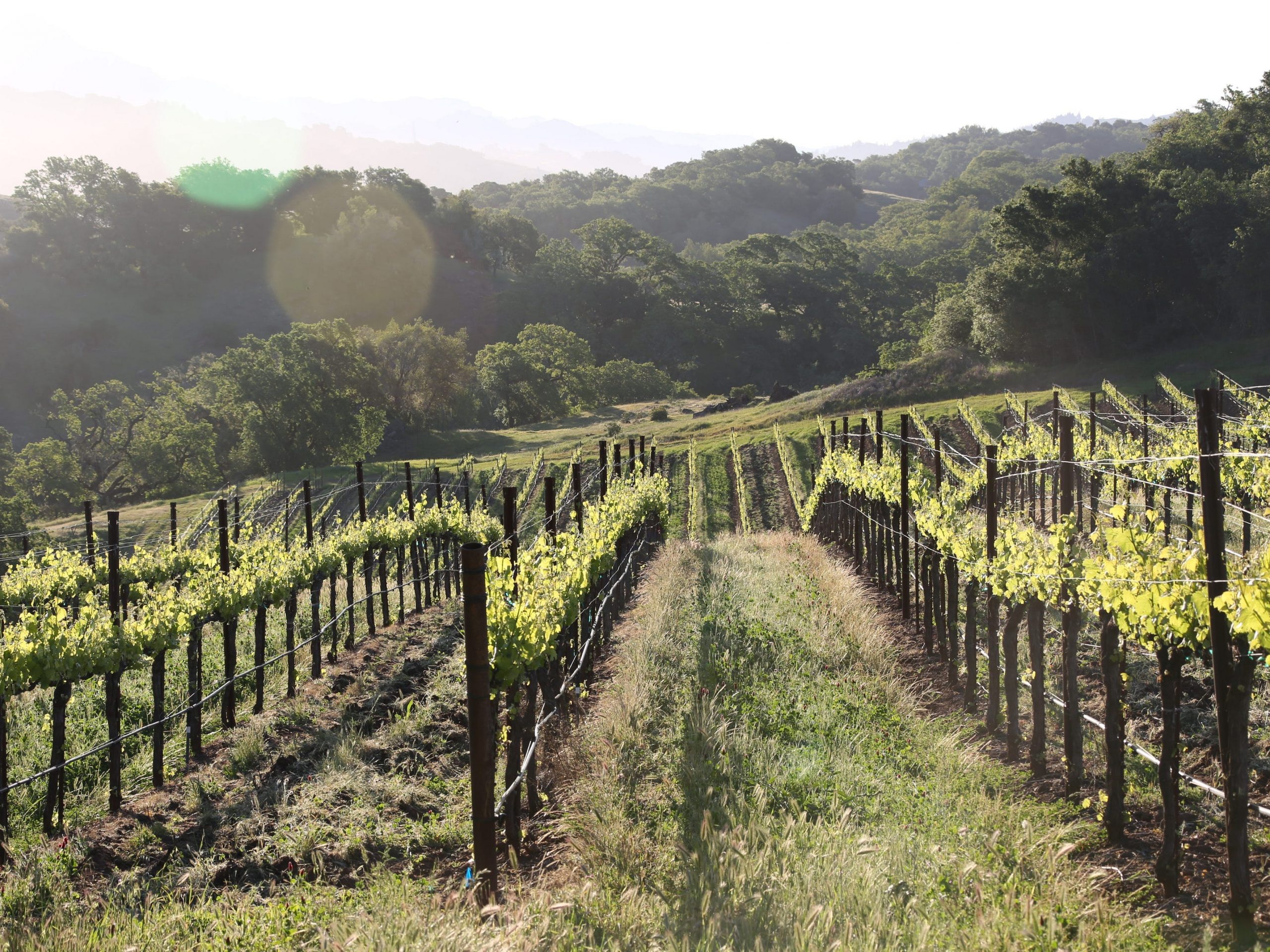 Jordan Winery wine grapes CA