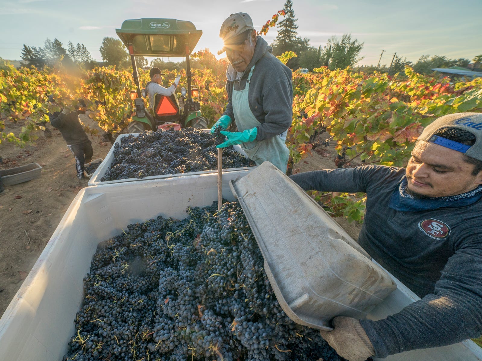 Andy Katz/Jordan Winery grapes wine CA