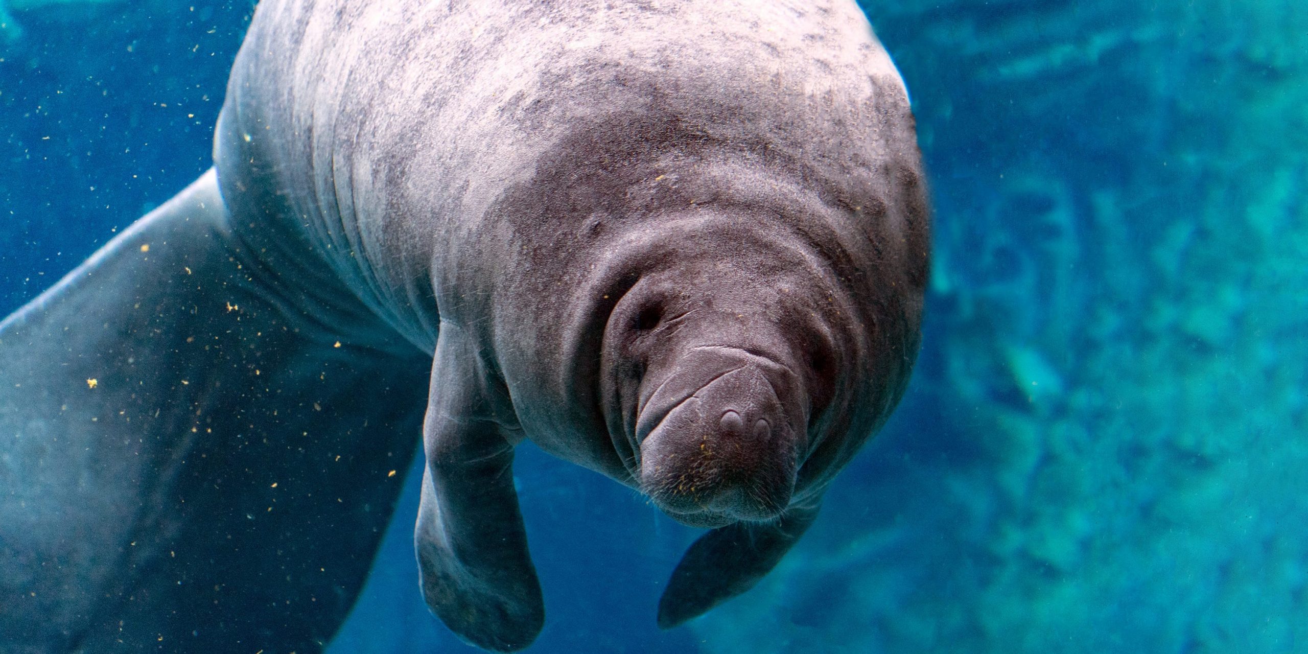 Manatee