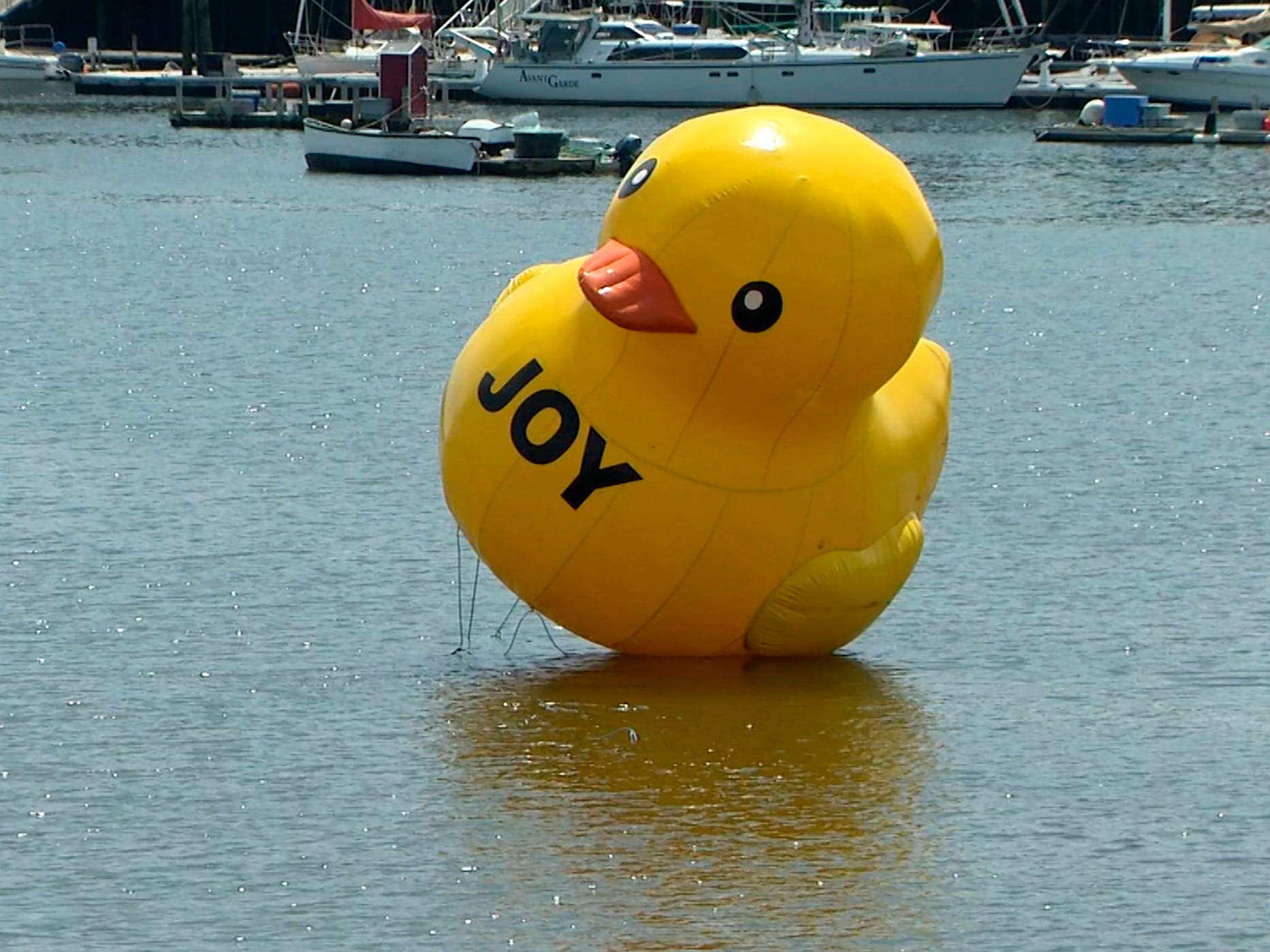 A giant rubber ducky floats in Belfast Harbor