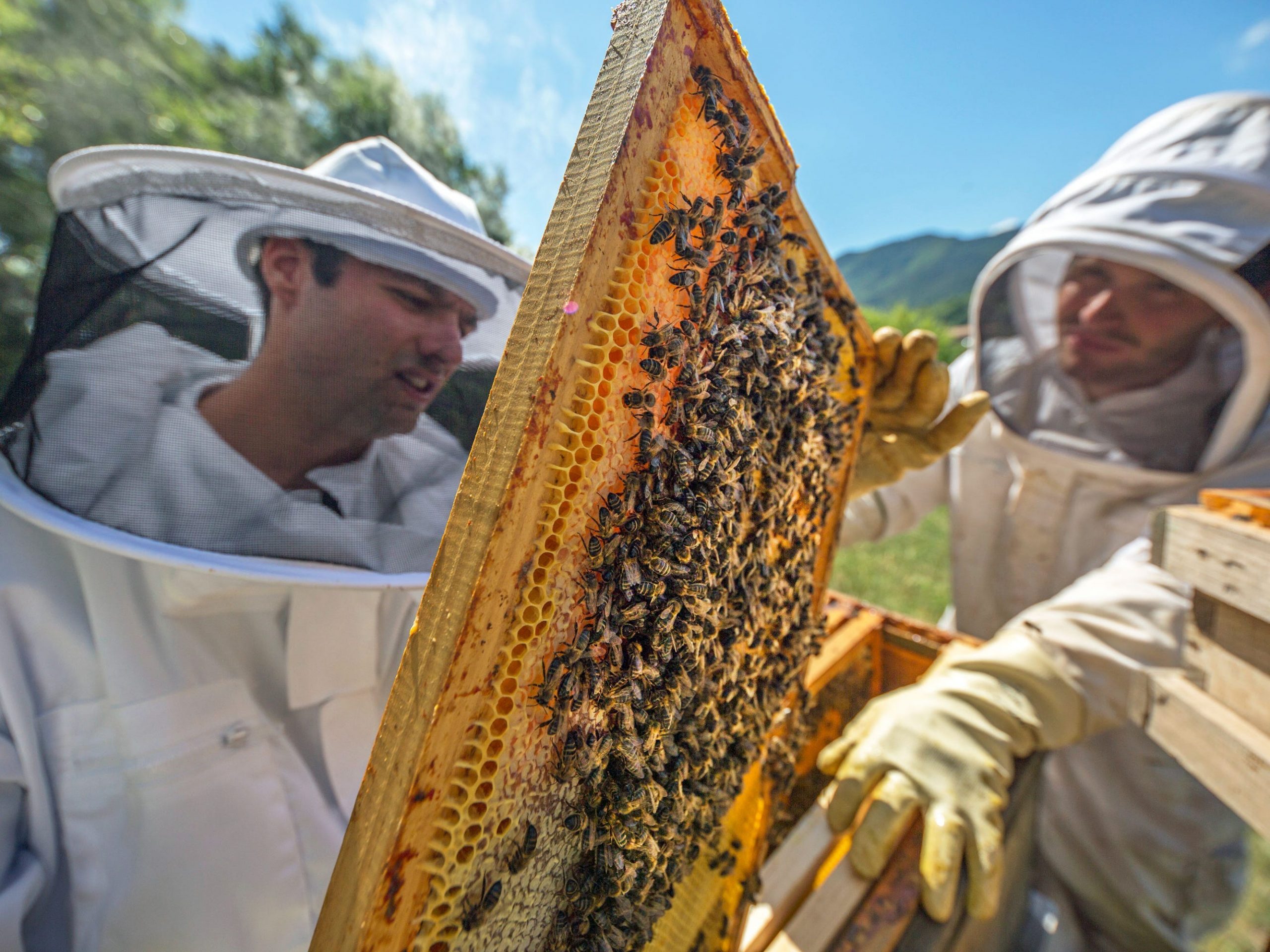 honey production bees