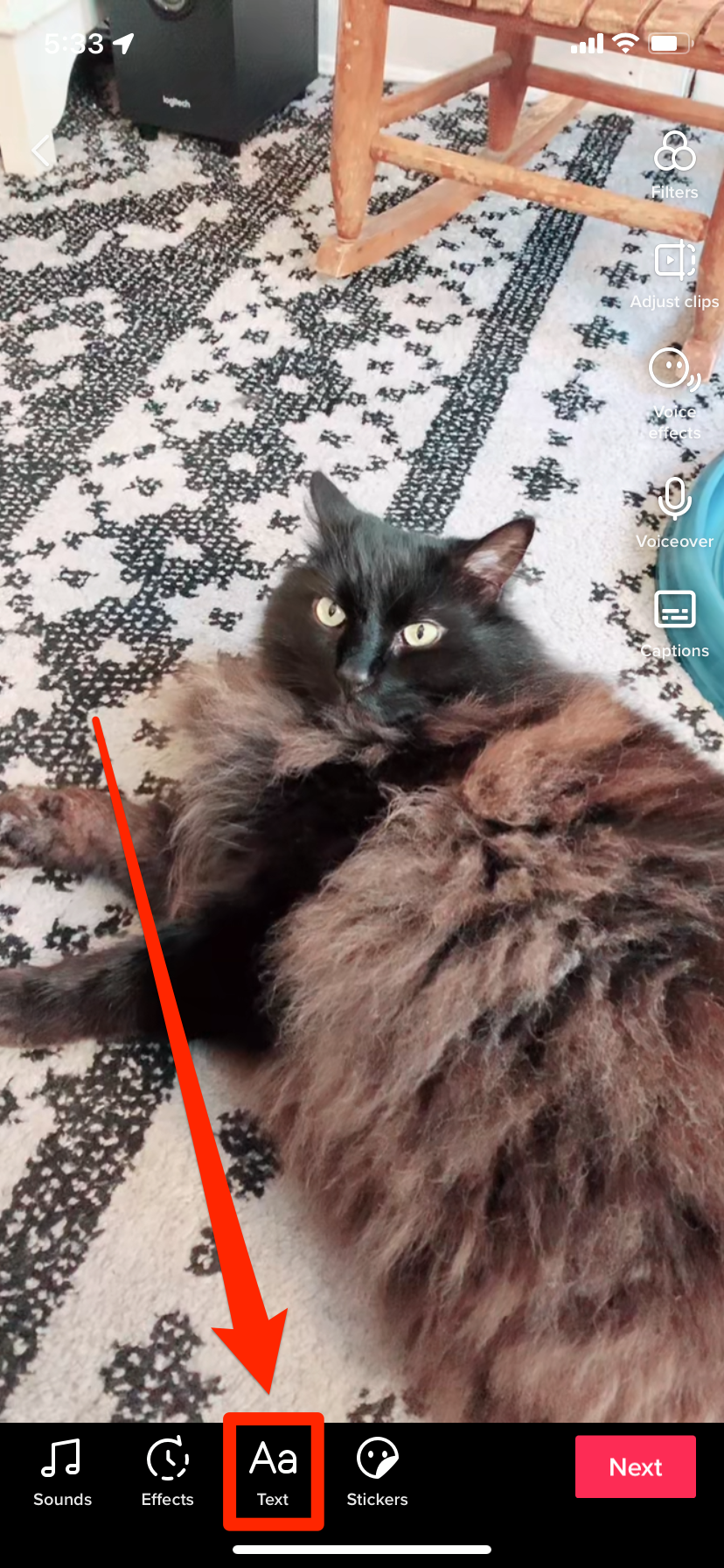 A TikTok editing screen. The "Text" option at the bottom is highlighted. The video shows a cat staring at the camera.