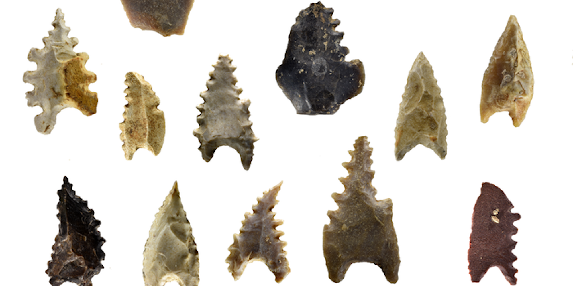 a picture shows a variety of arrowheads of different colours and sizes sculpted from what seems like teeth into points with ragged edged.