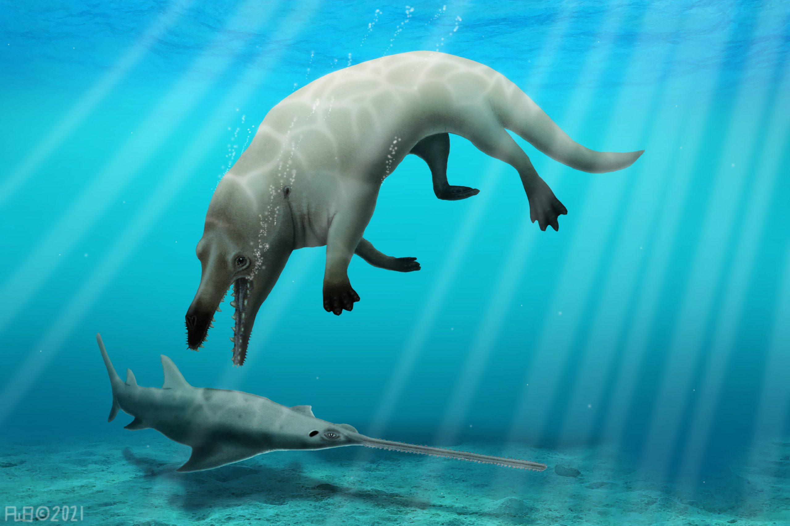 Scientists have found the fossil of a deadly 4-legged whale that had a ...