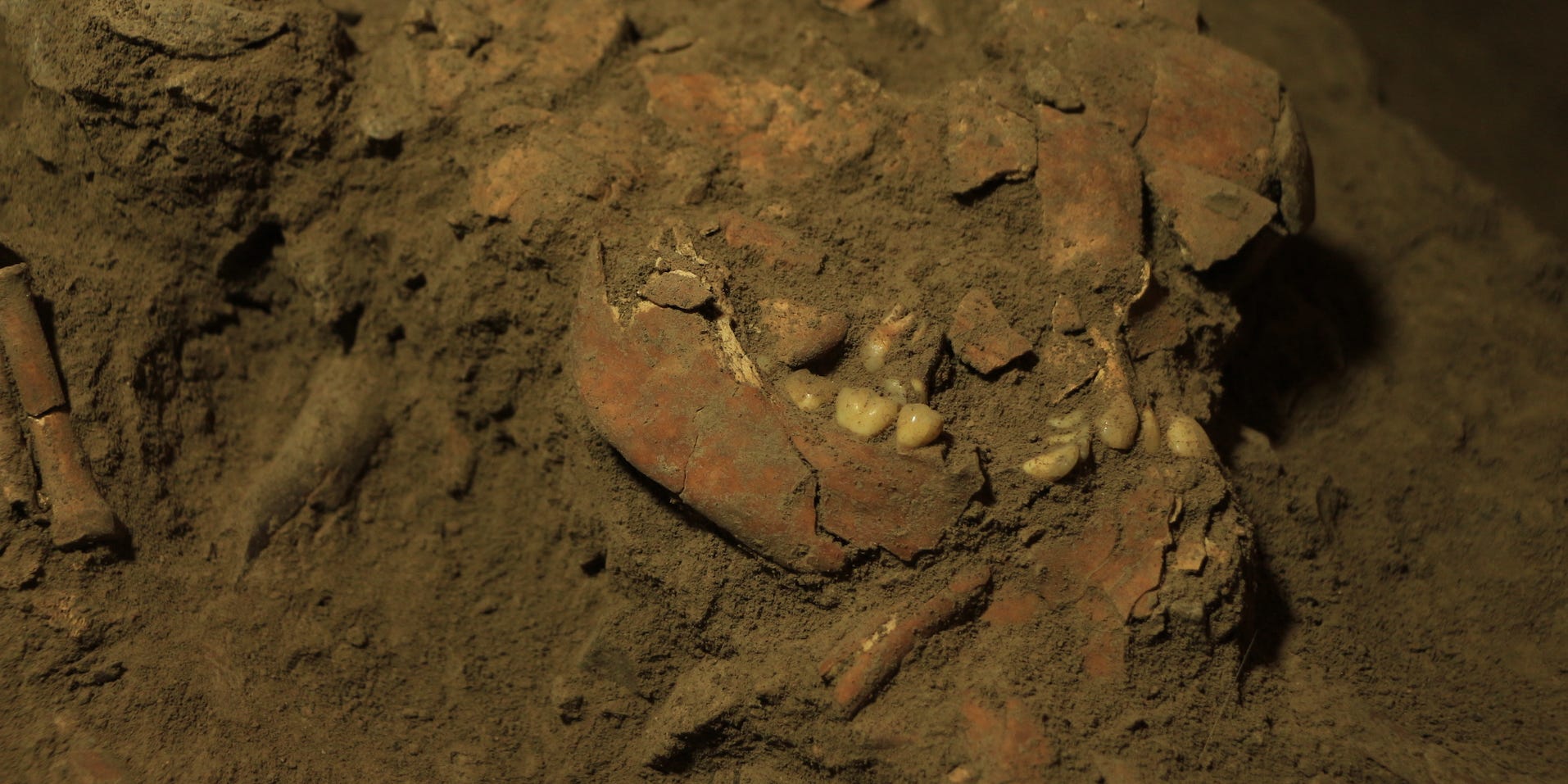 a fragment of a jaw is encased in dirt, a few teeth are visible