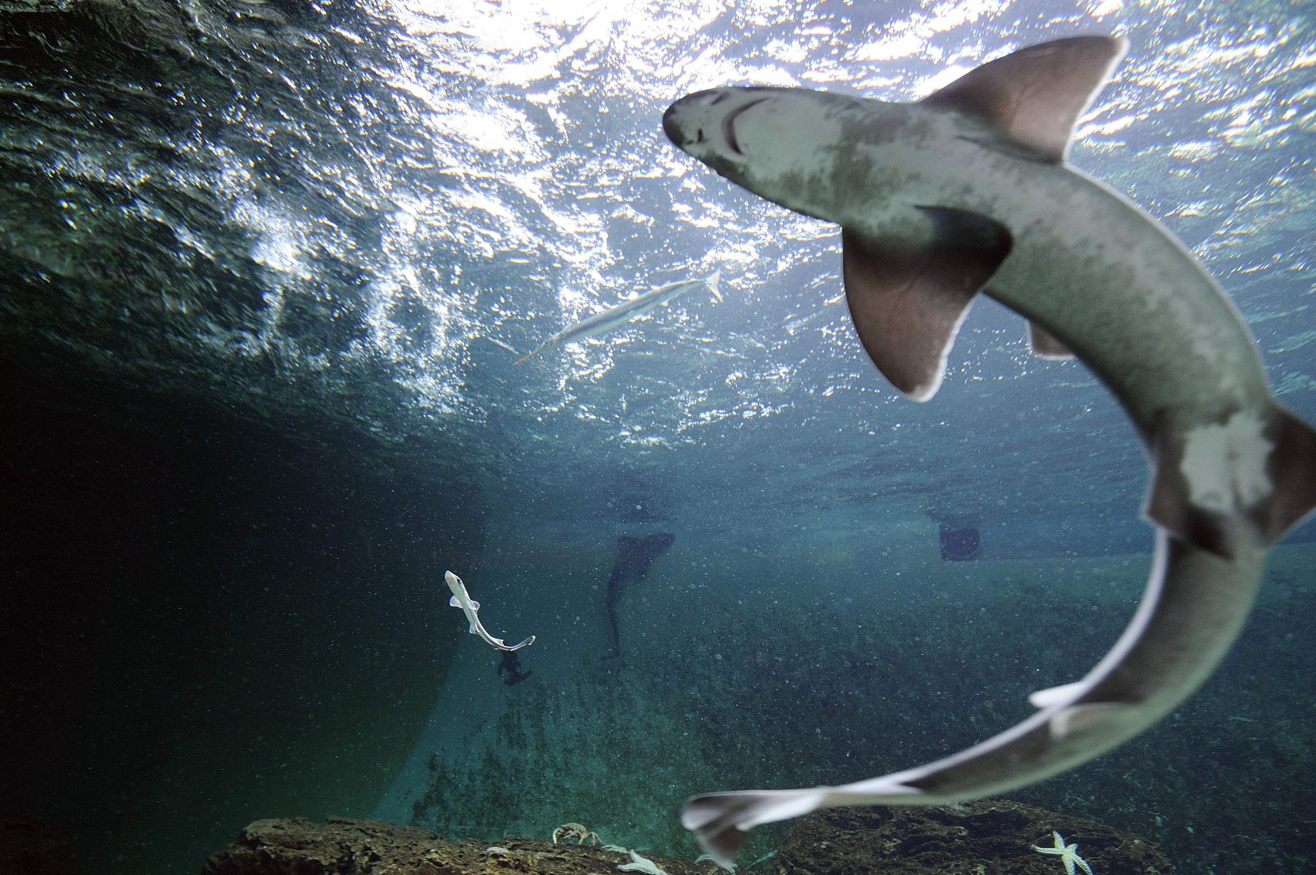 A smooth-hound shark (L) with an adult female (foreground, R) in the aquarium of Talmont-Saint-Hilaire, western France.