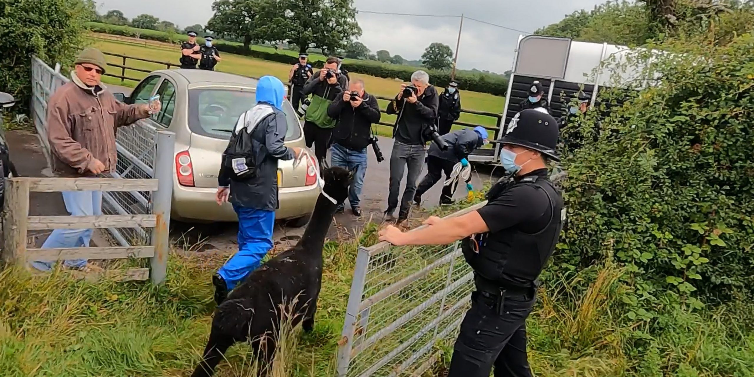 A worker from the Animal and Plant Health Agency leads Geronimo the Alpaca from Shepherds Close Farm in Wooton Under Edge, Gloucestershire, before the animal was taken away on a trailer to an undisclosed location.