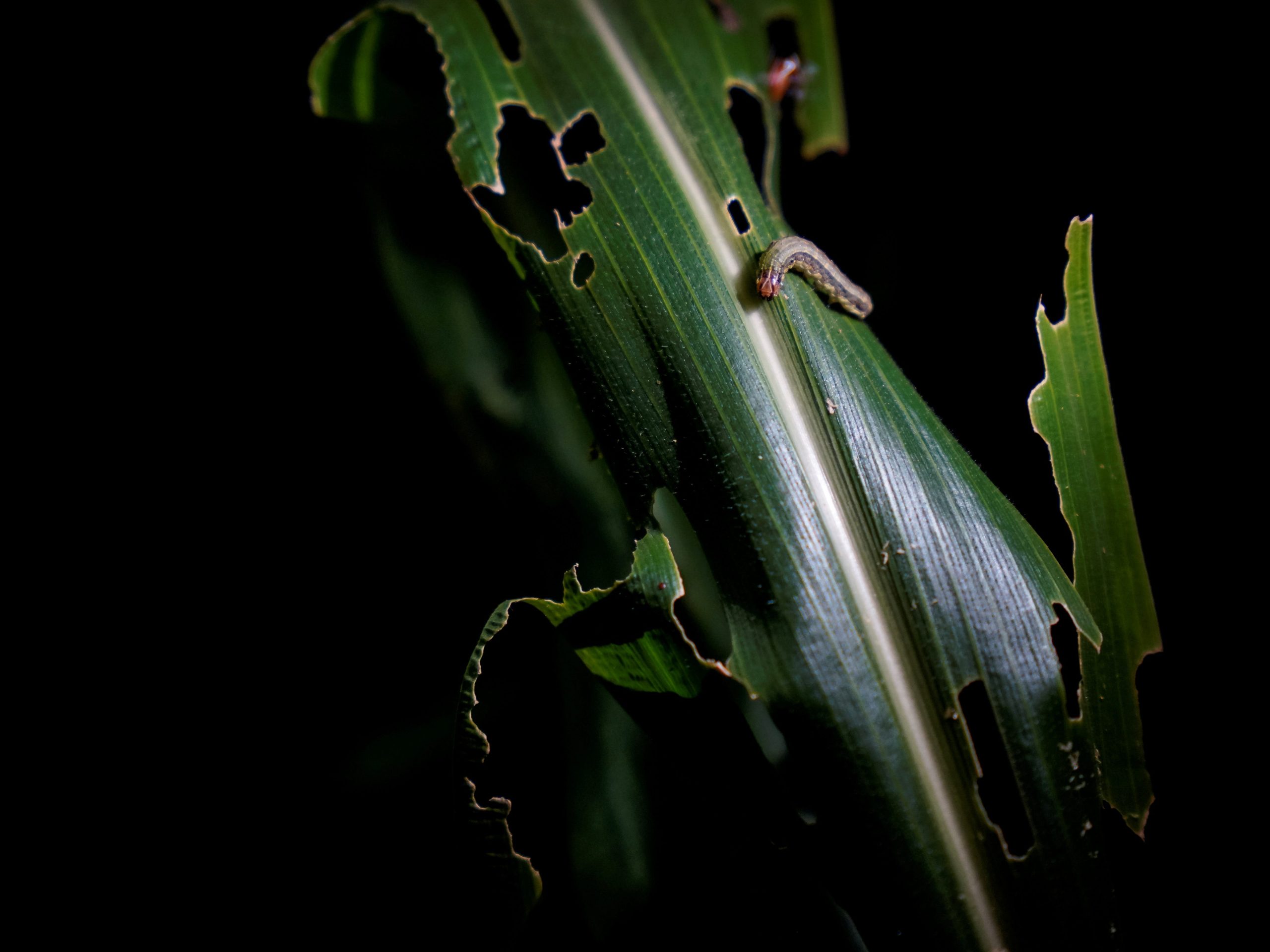 FILE PICTURE: An armyworm is seen on corn crop by night at a village in Menghai county in Xishuangbanna Dai Autonomous Prefecture, Yunnan Province, China, July 12, 2019.  REUTERS/Aly Song/File Photo