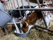 Kalfjes op stal bij een melkveehouder in Reeuwijk.