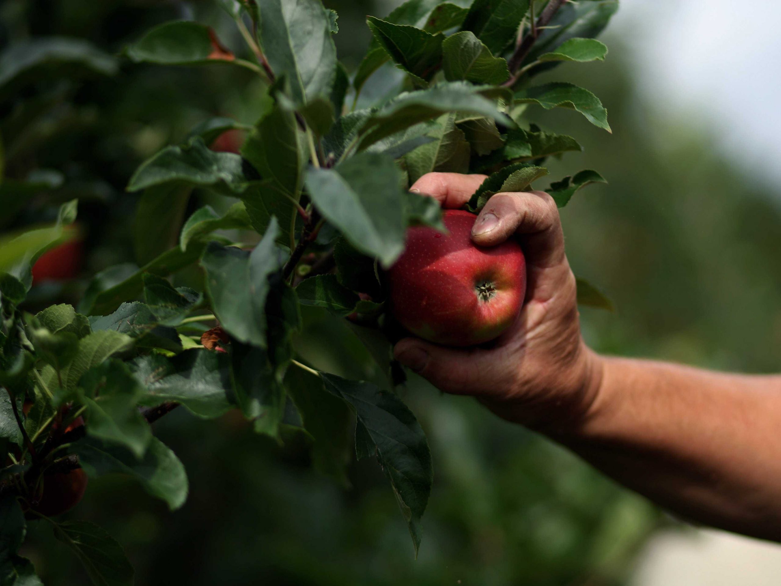 apple picking