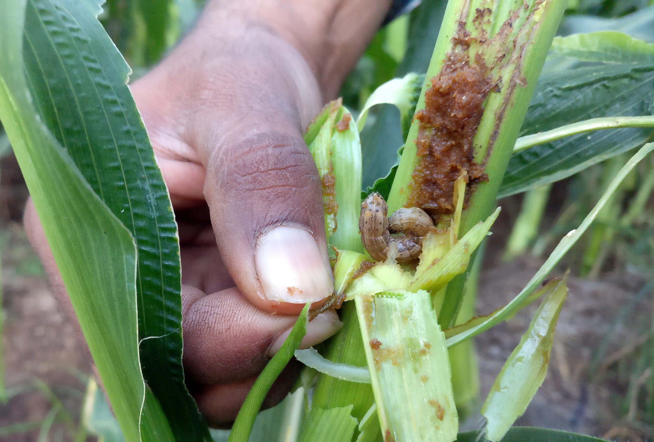 FILE PHOTO: A farmer shows a corn shoot infested with fall armyworm at his farm in Narayangaon village in the western state of Maharashtra, India, December 18, 2018. REUTERS/Rajendra Jadhav