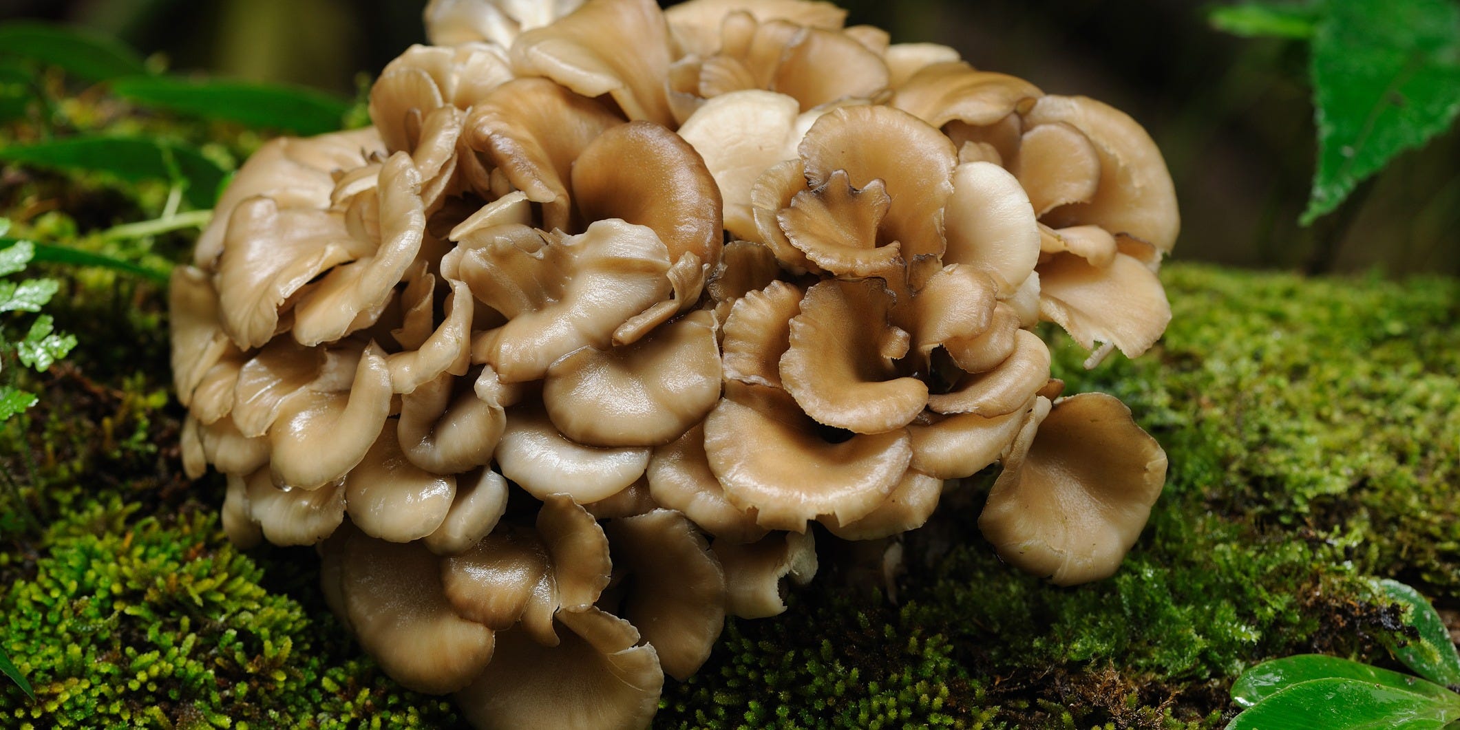 maitake mushroom