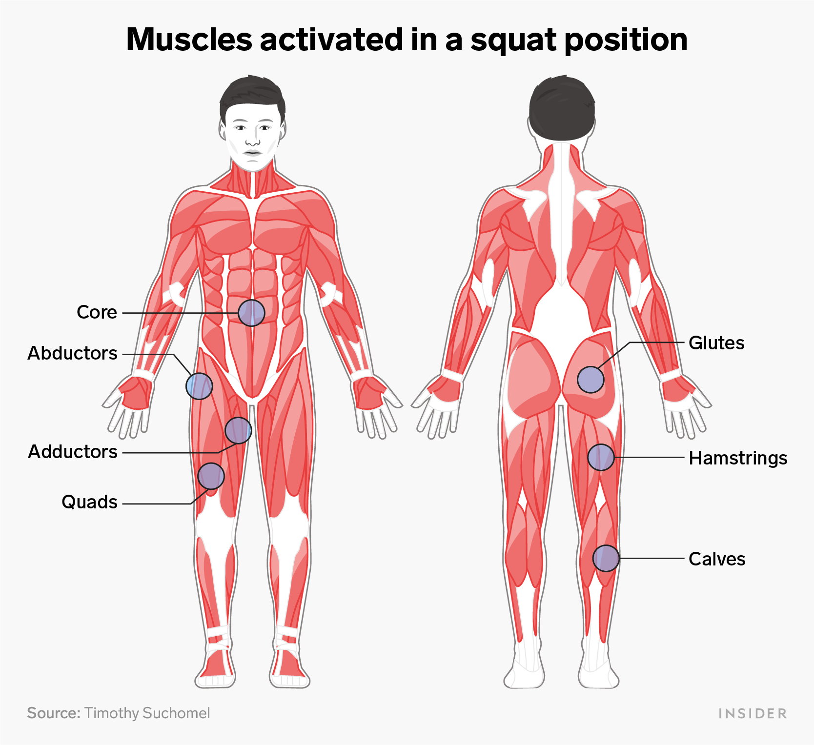 squat muscles infographic