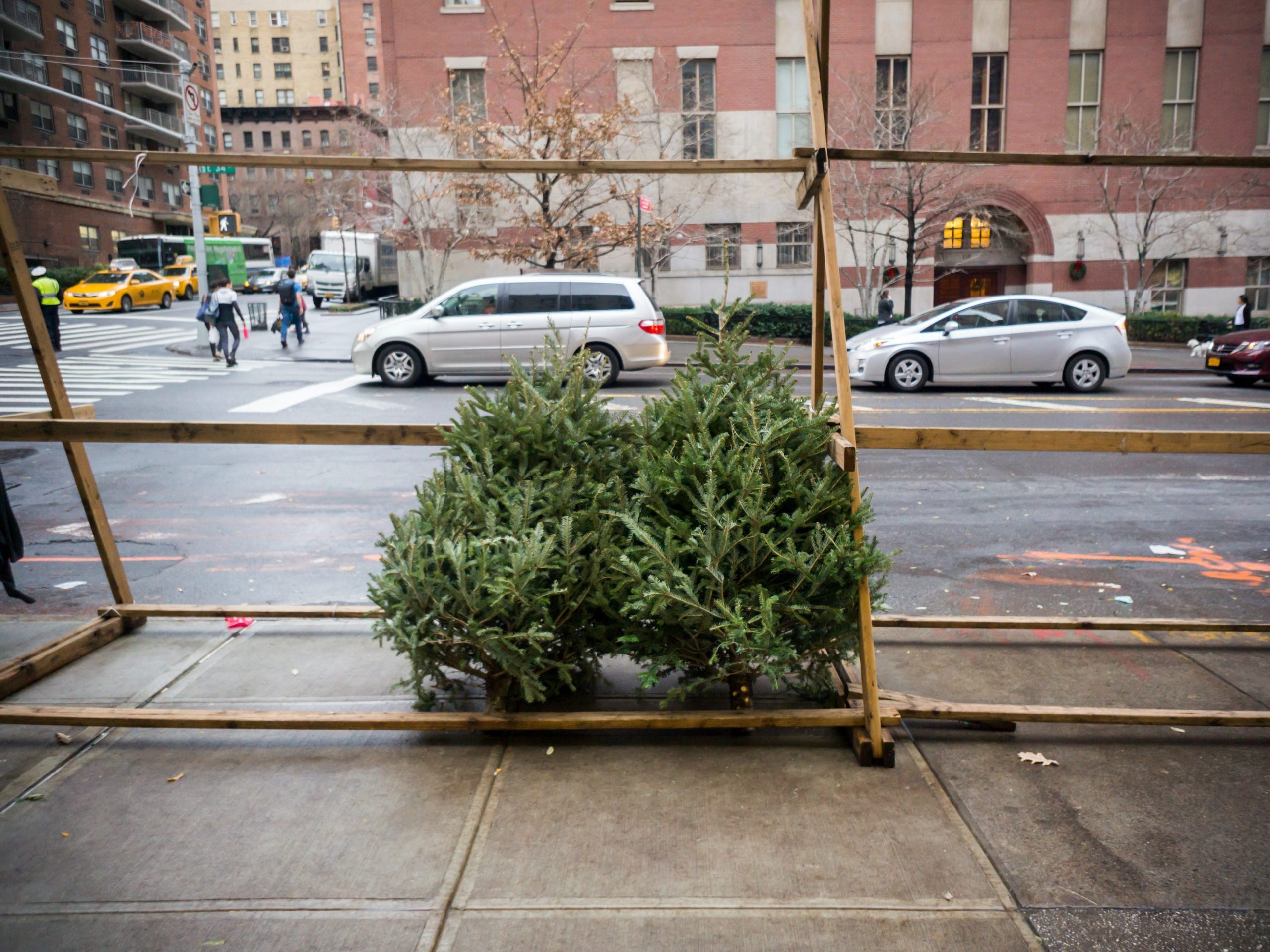 Christmas tree shortage