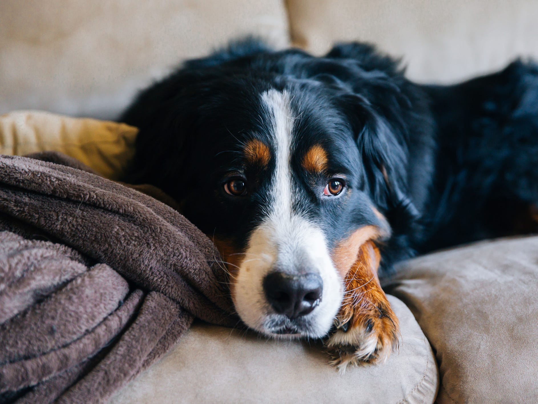 A Bernese mountain dog looking tired on a couch.