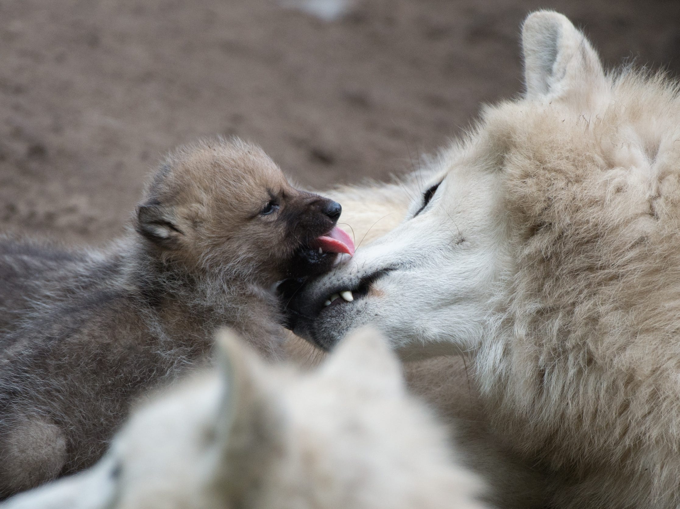 wolf pup and mother zoo