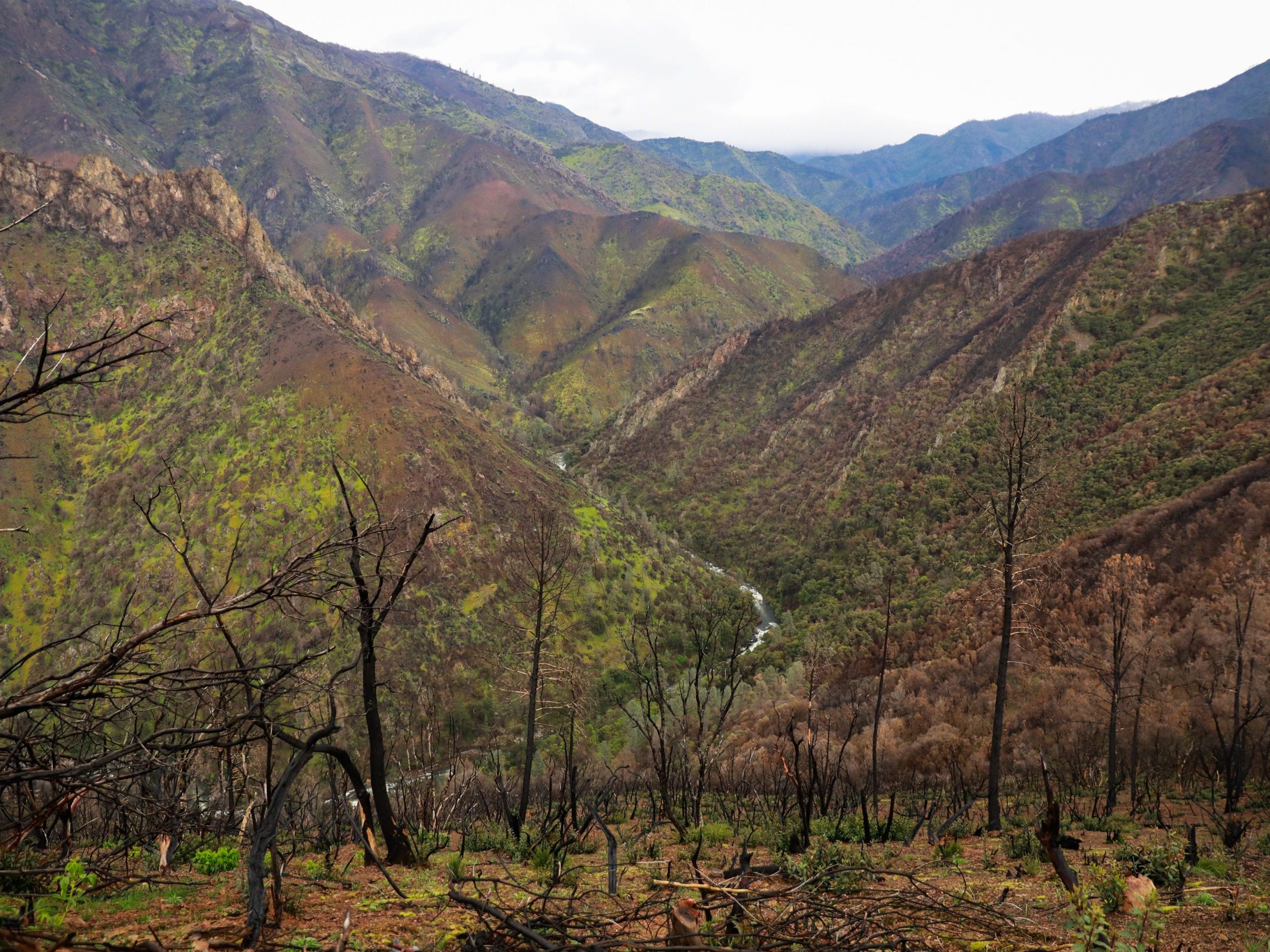 A view of hilly forests in the Sierra National Forest and Hites Cove Trail.