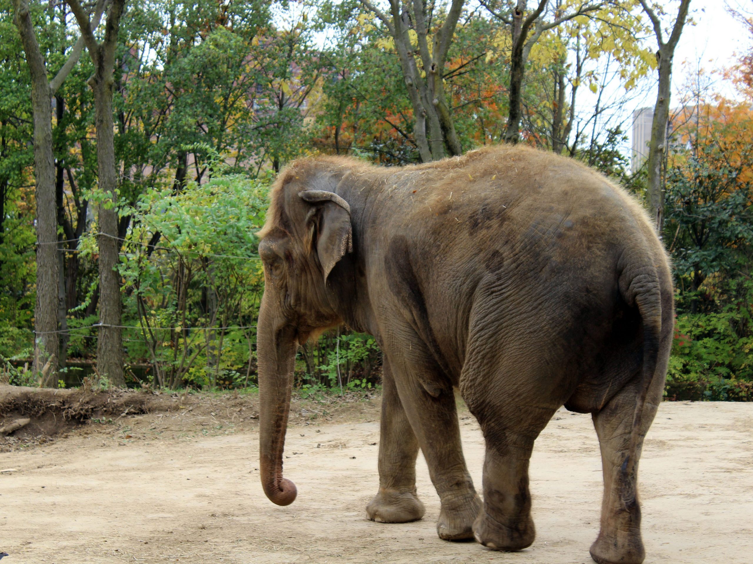 An elephant at the Cincinnati Zoo