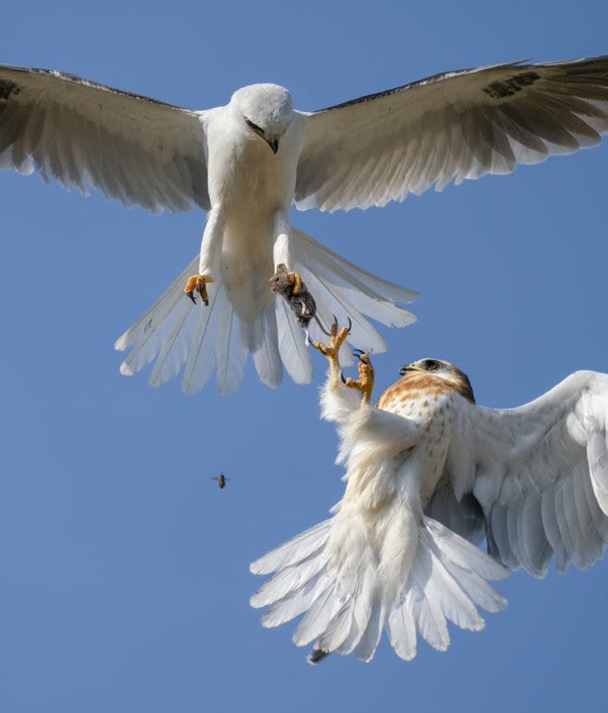 white bird with wings extended mid-air holds mouse in claw while smaller bird with brown speckles reaches claws up to take the mouse