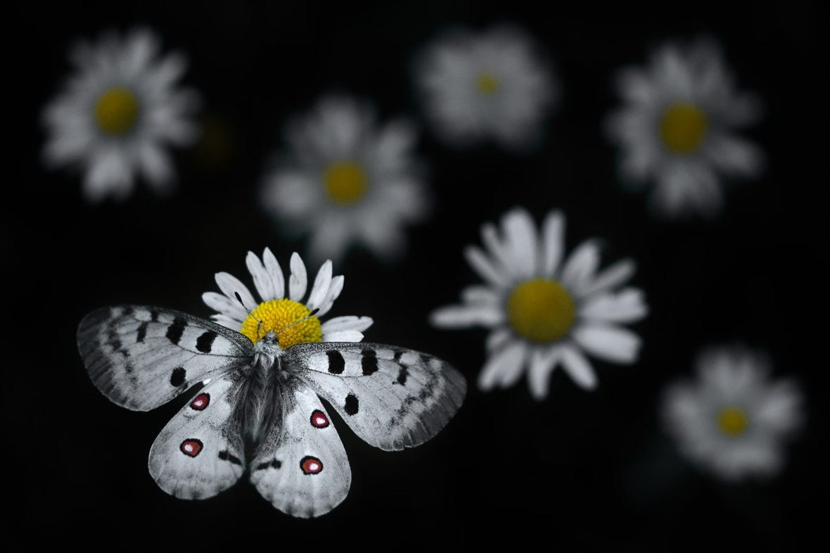 black and white butterfly settles on white daisy