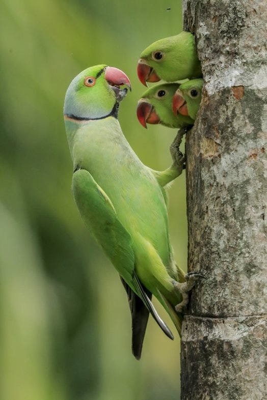 bright green parakeet greets three green chicks poking their heads out of a tree