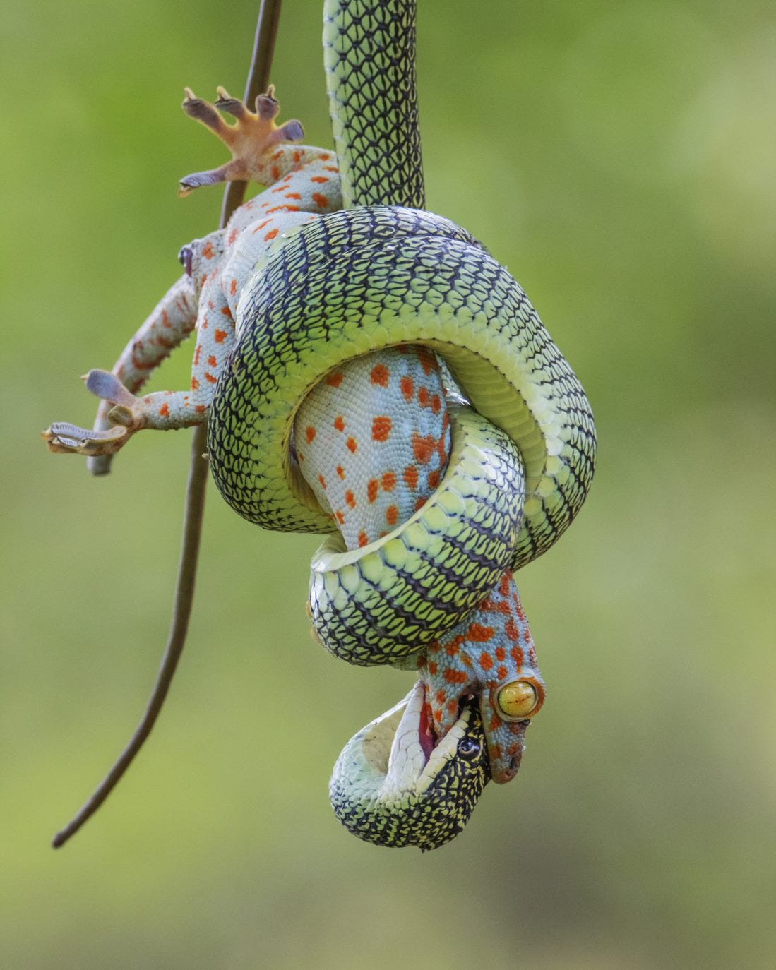 green snake wrapped around blue gecko with red spots gripping snake's head in its mouth