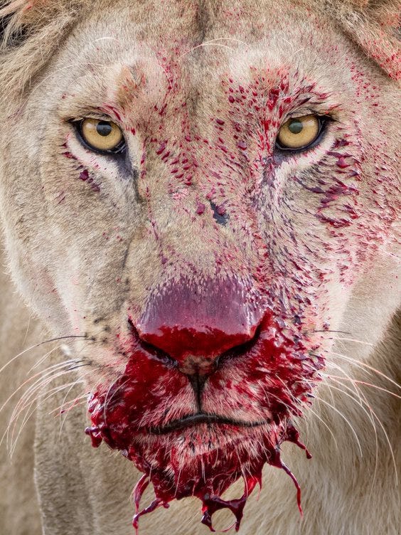 lion dripping with fresh blood stares into camera