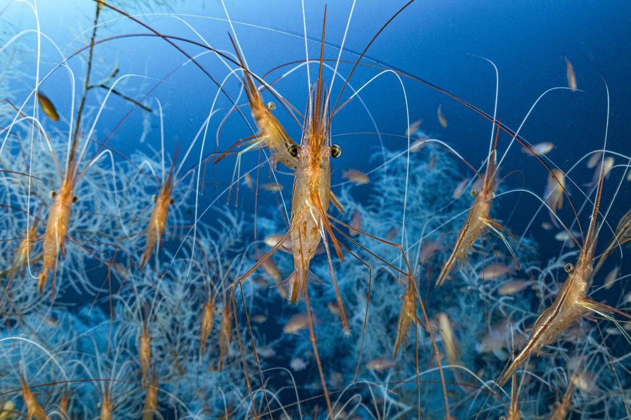 narwhal shrimps drift in feathery blue coral with their antennas touching