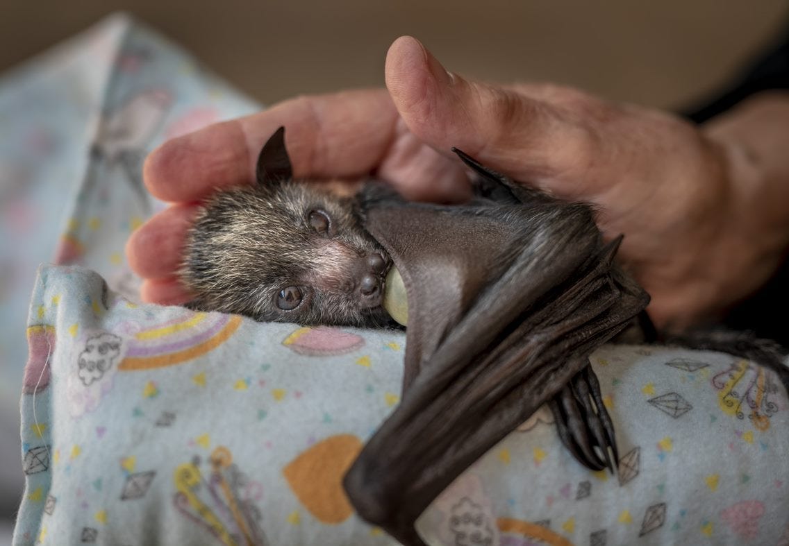 baby bat lies on table with baby blanket with a human hand cradling the bat