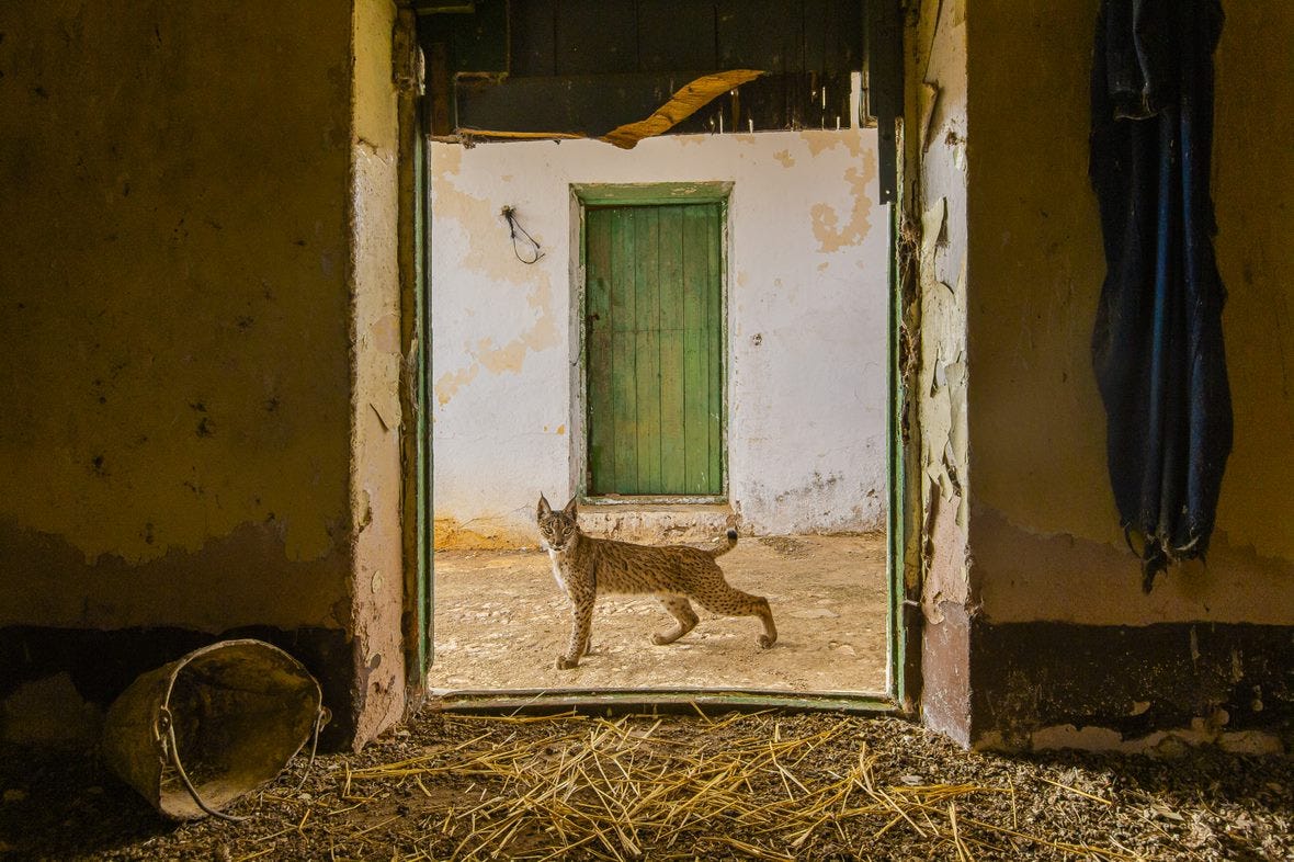 iberian lynx poses in doorway of hay loft on dirt street