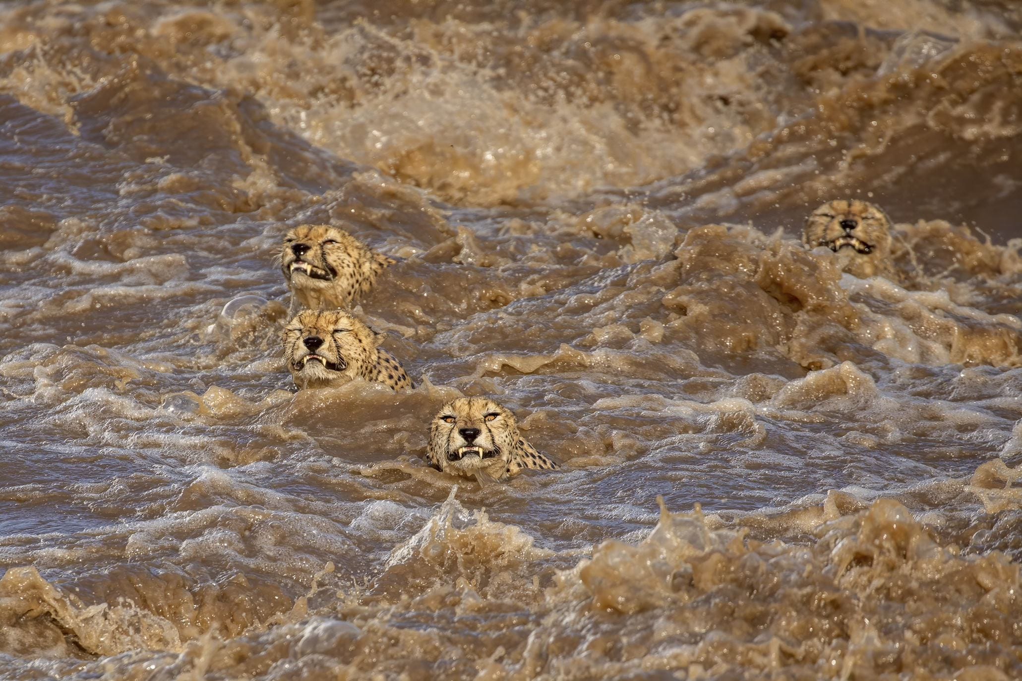 four cheetahs grimace swimming against roiling brown waters