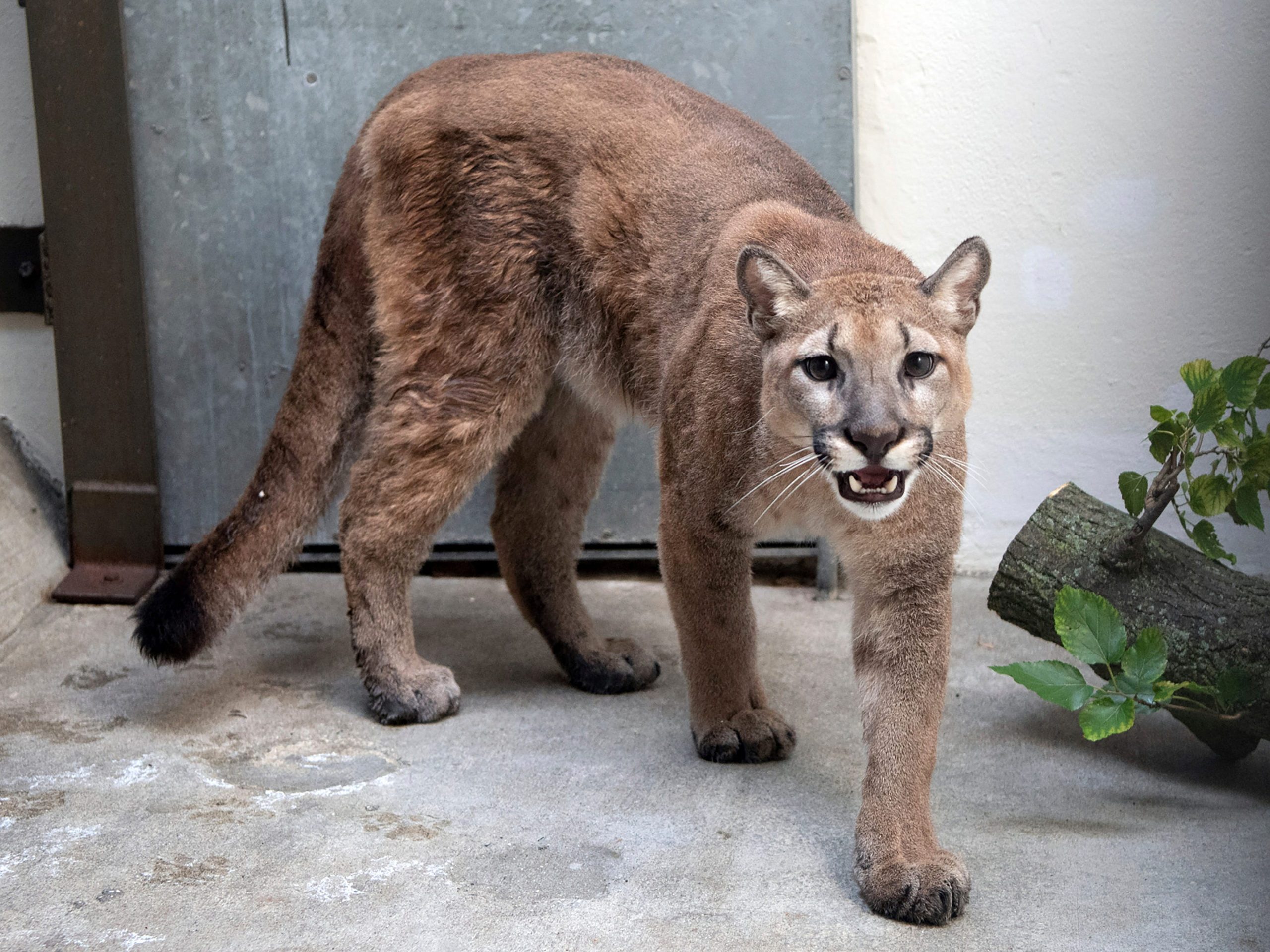 This photo provided by New York's Bronx Zoo shows an 11-month-old, 80-pound cougar that was removed from an apartment, in the Bronx borough of New York, where she was being kept illegally as a pet, animal welfare officials said Monday, August 30, 2021.