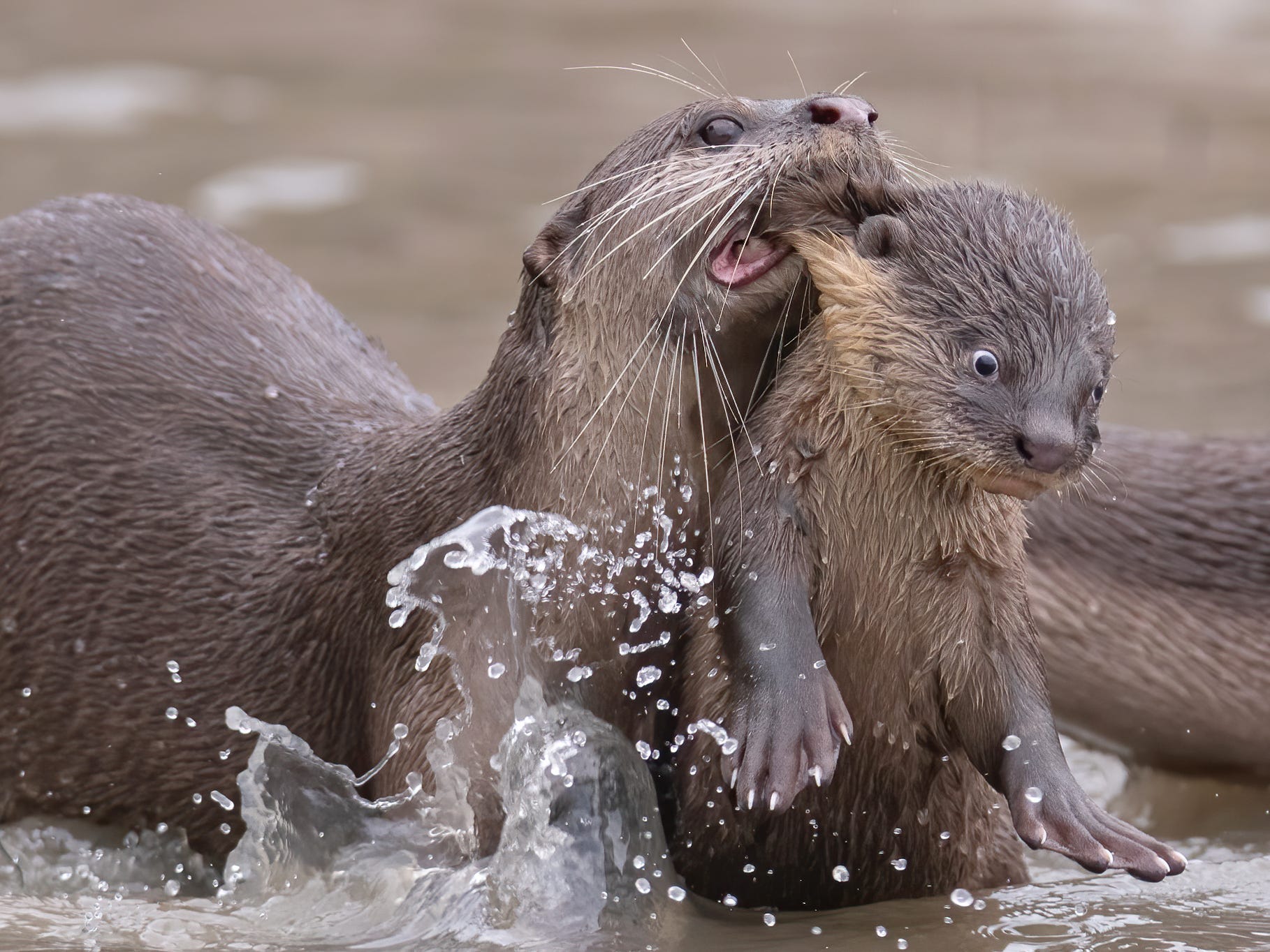 An otter carries a baby otter by the skin of its neck.