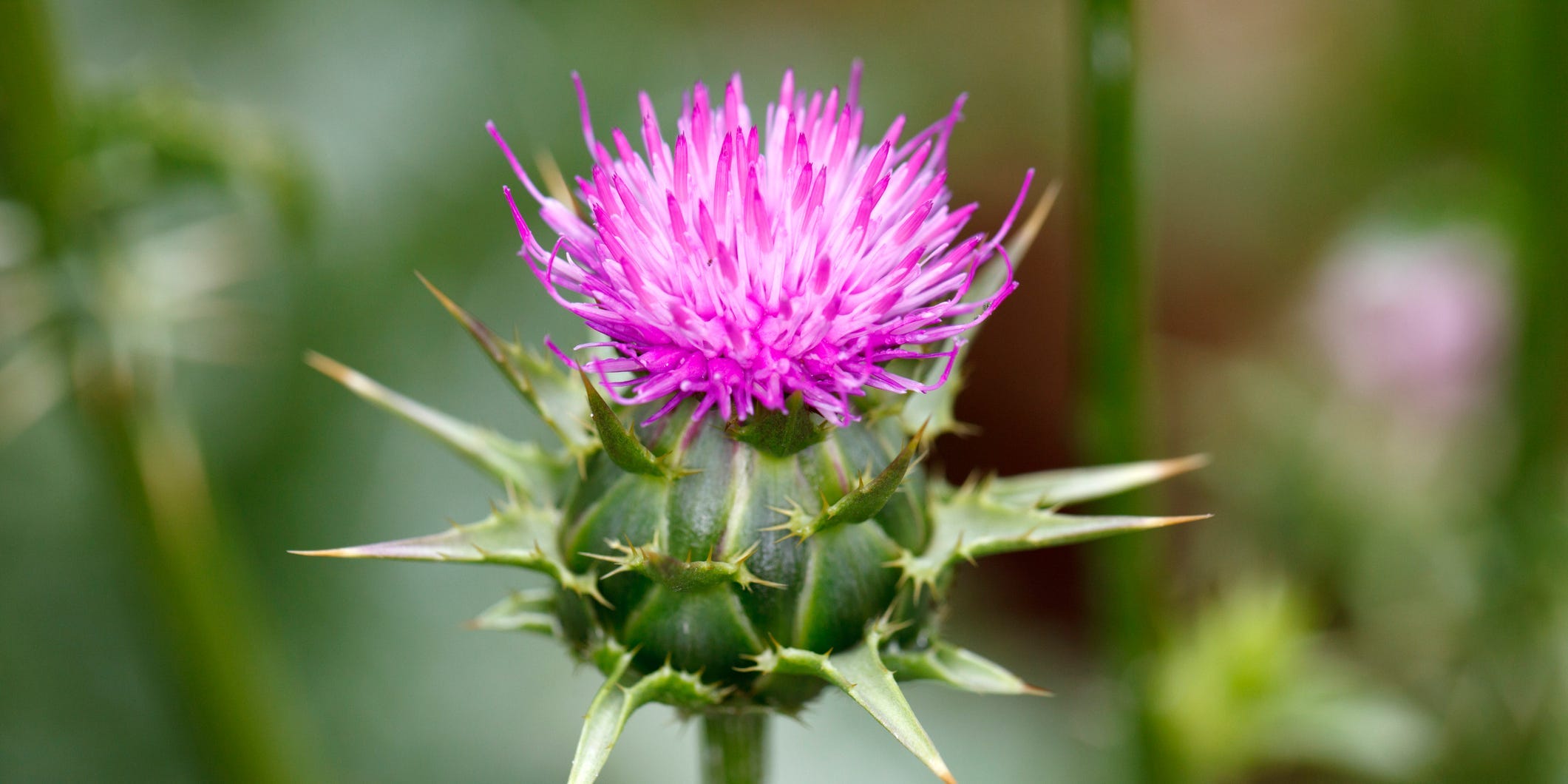 milk thistle