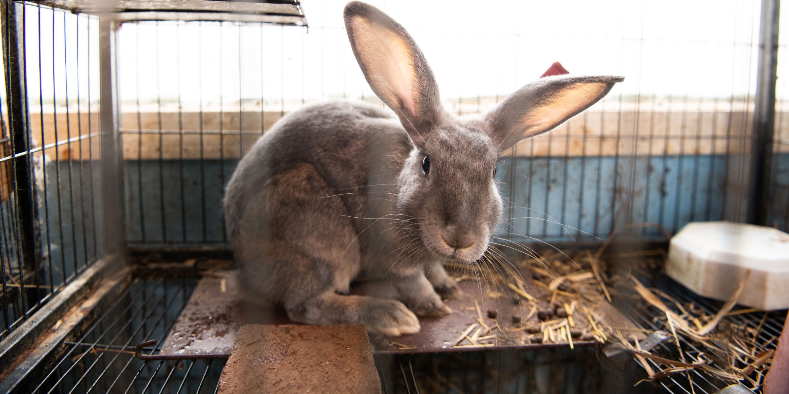 A sad bunny in a cage.