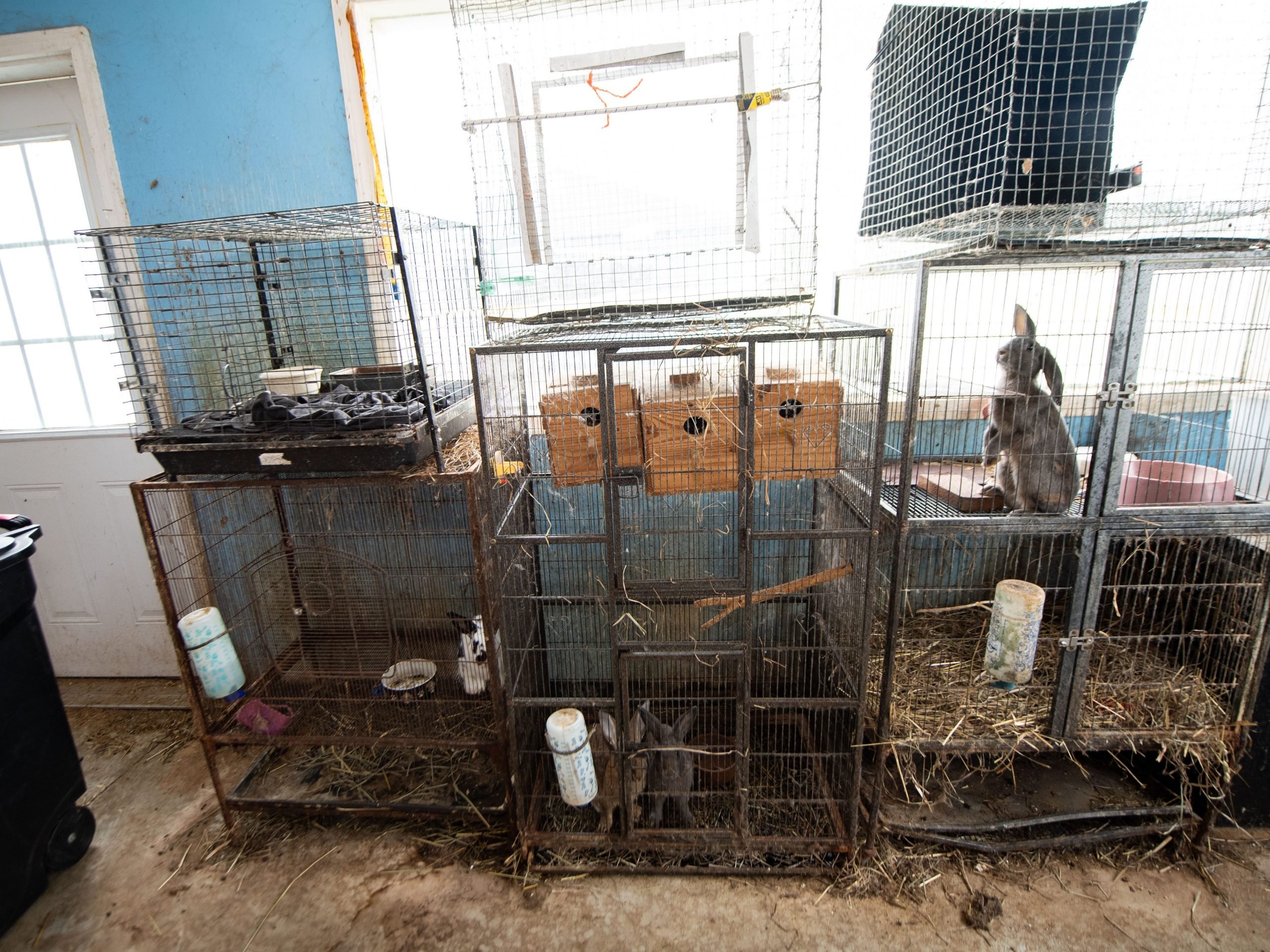 Neglected animals in cages.